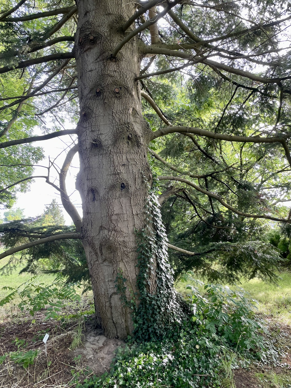 Abies firma - Kiel - Juli 2024