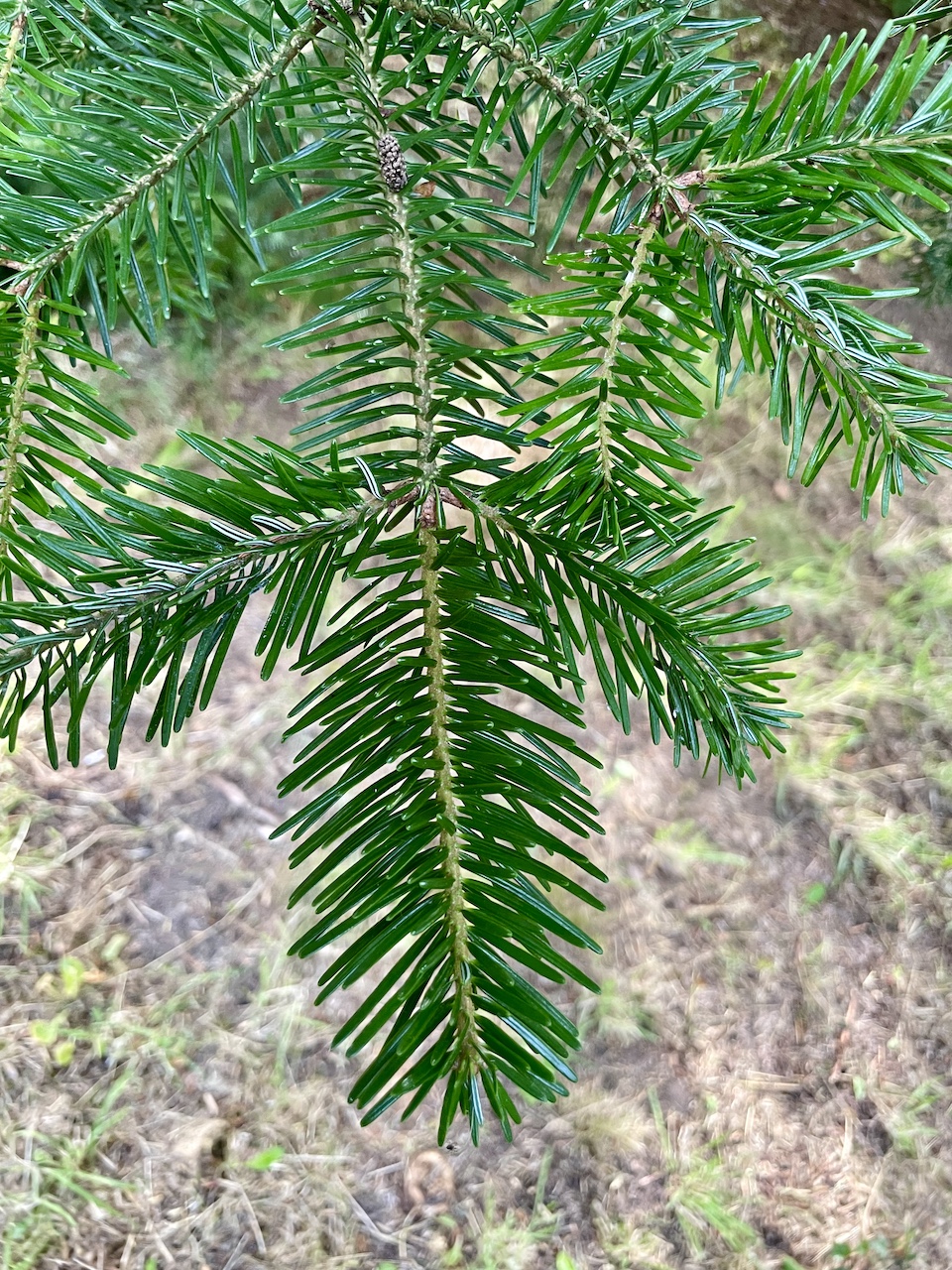 Abies firma - Kiel - Juli 2024