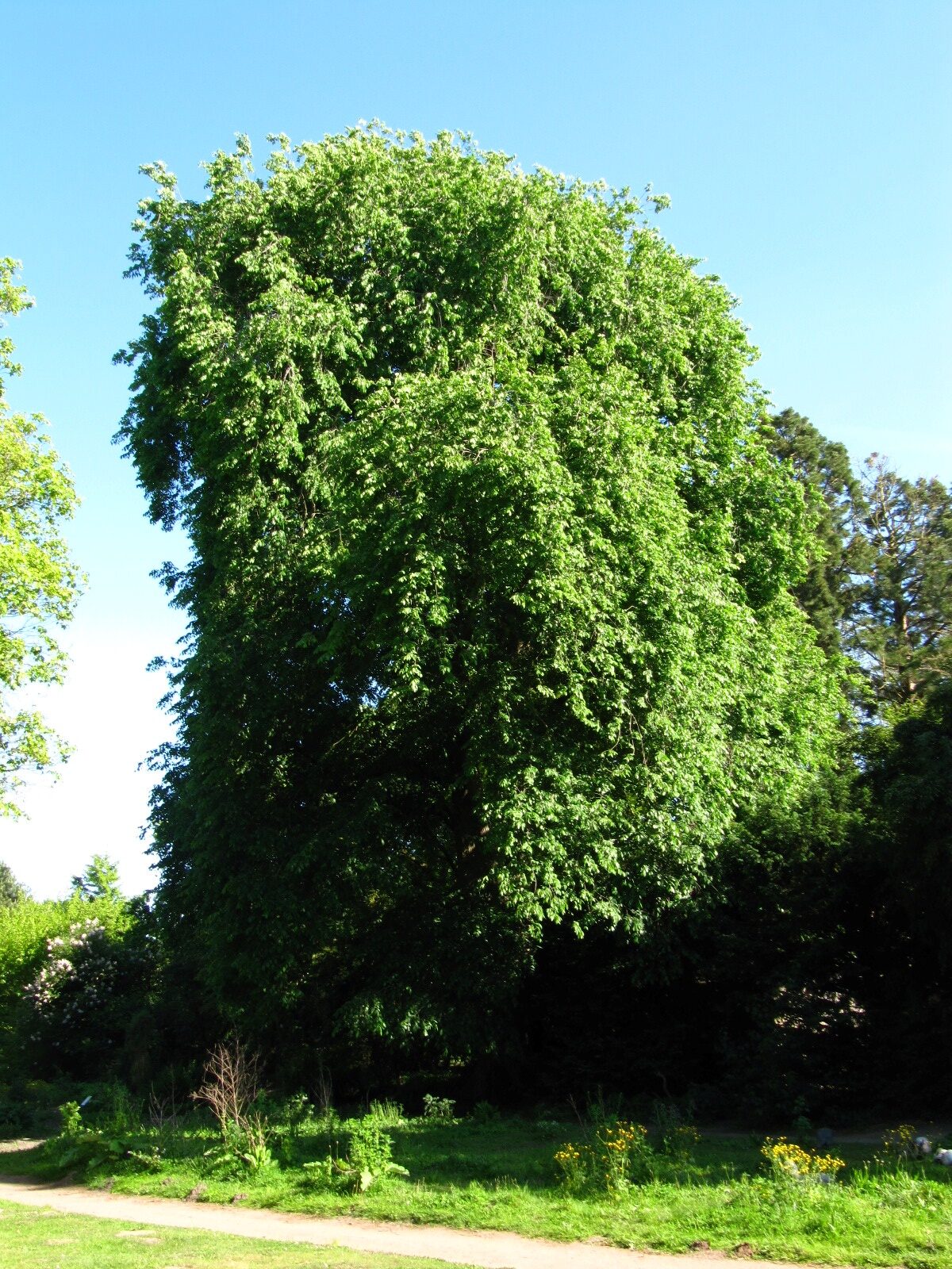 Ulmus minor - Bot. Garten Oldenburg - Mai 2025