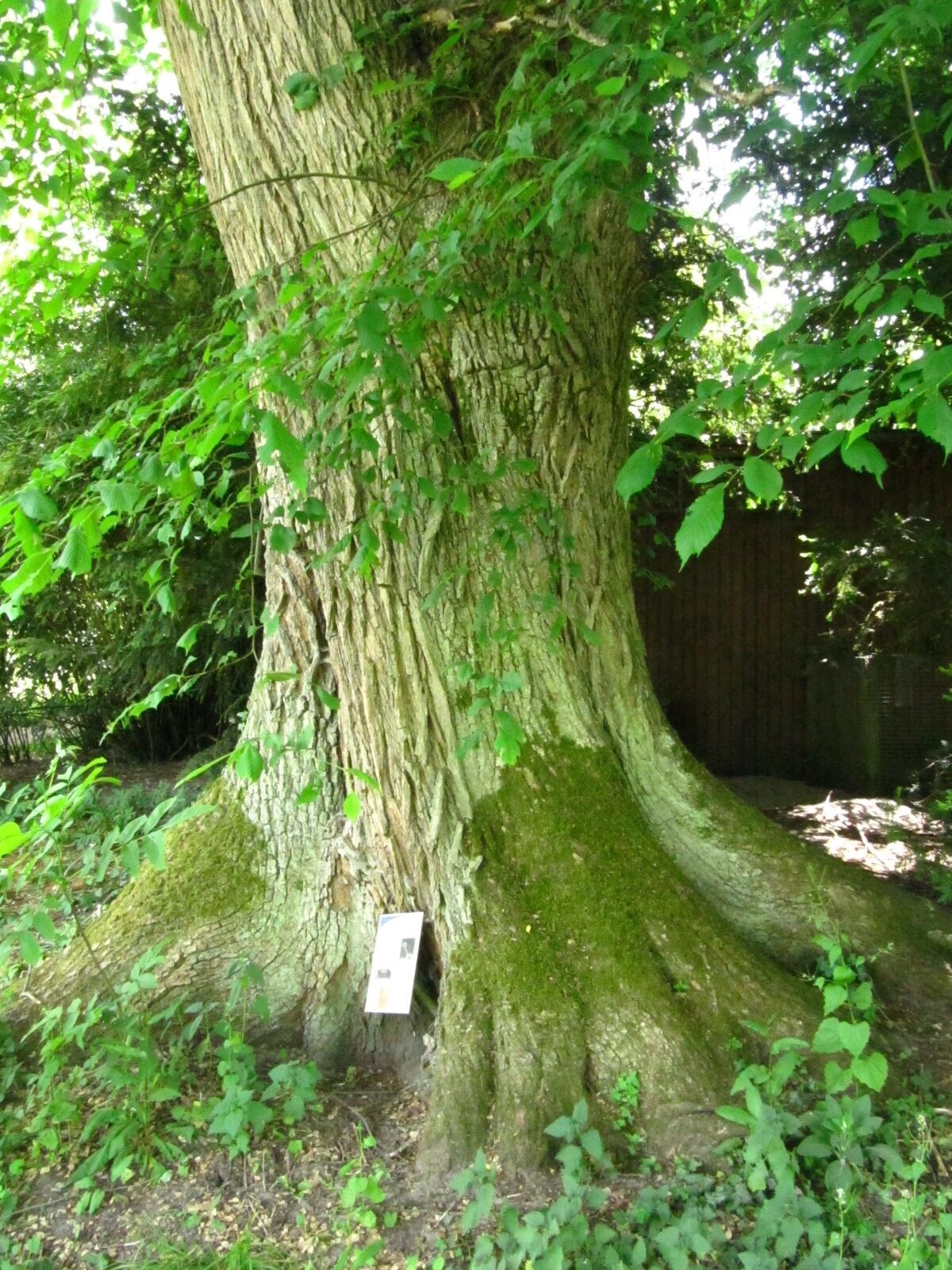 Ulmus minor - Bot. Garten Oldenburg - Mai 2025