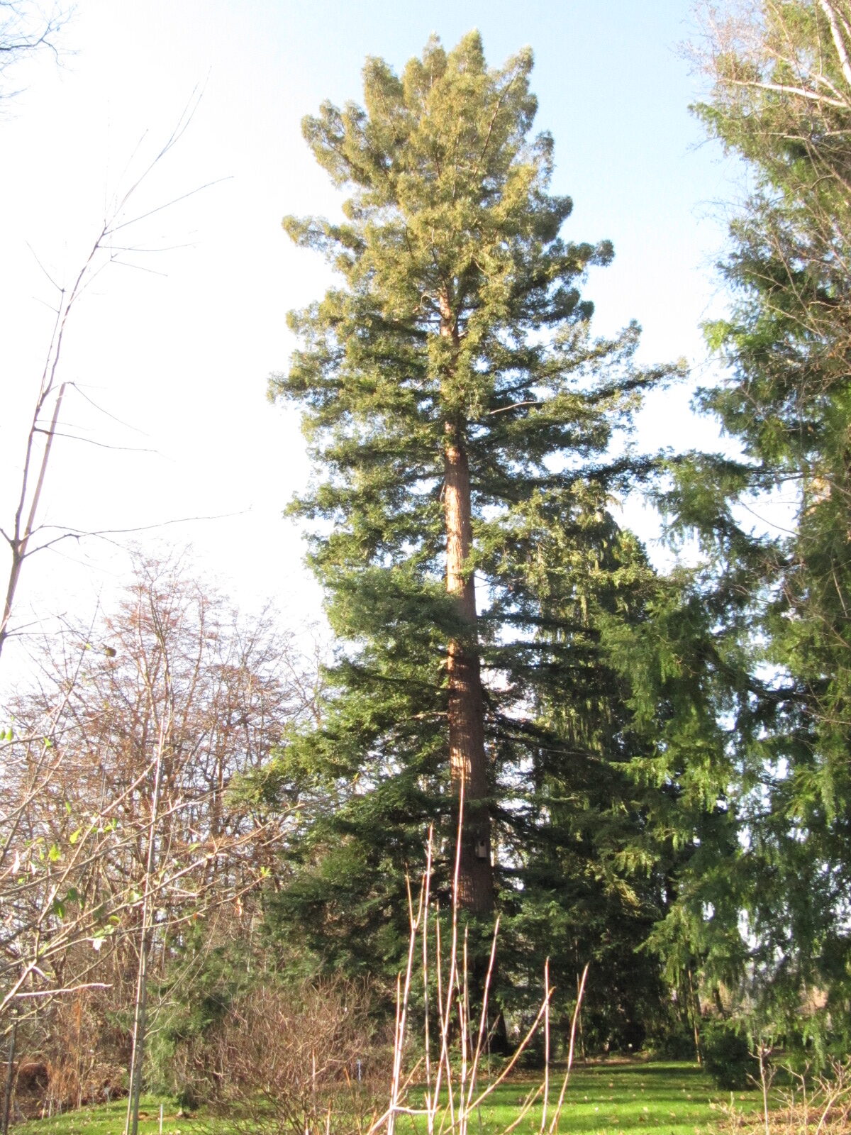 Sequoia sempervirens - Bonn - Febr. 2023
