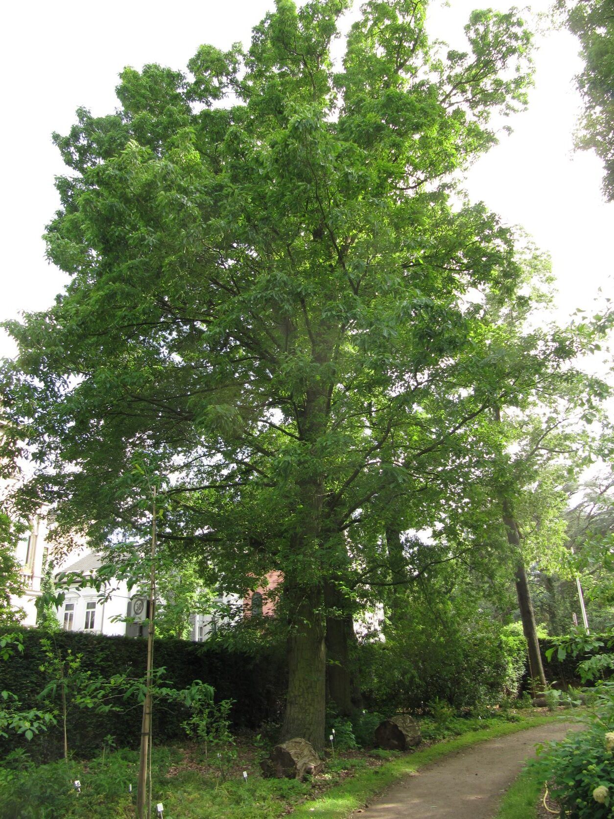 michauxii Quercus