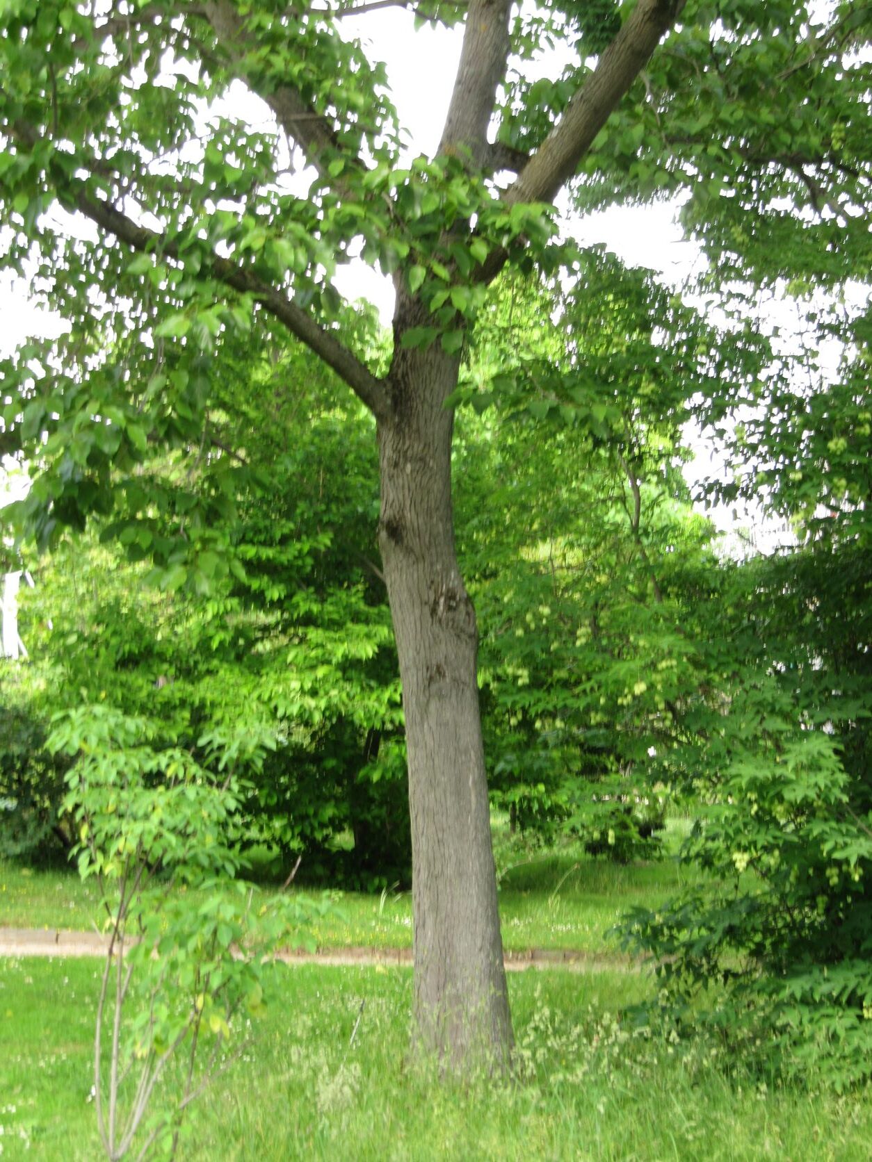 Hovenia dulcis - Bonn Bot. Garten - Mai 2022