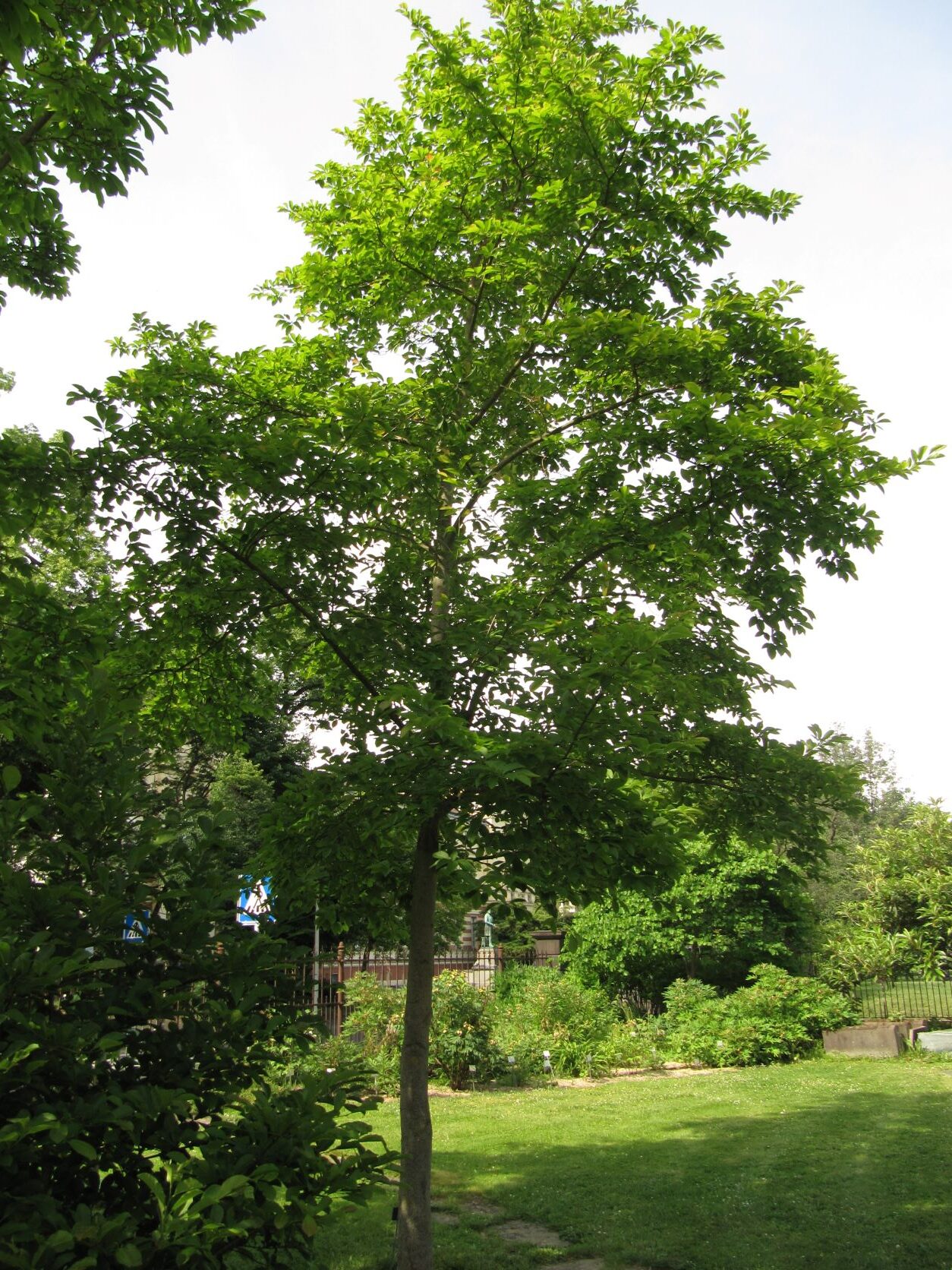 Magnolia salicifolia