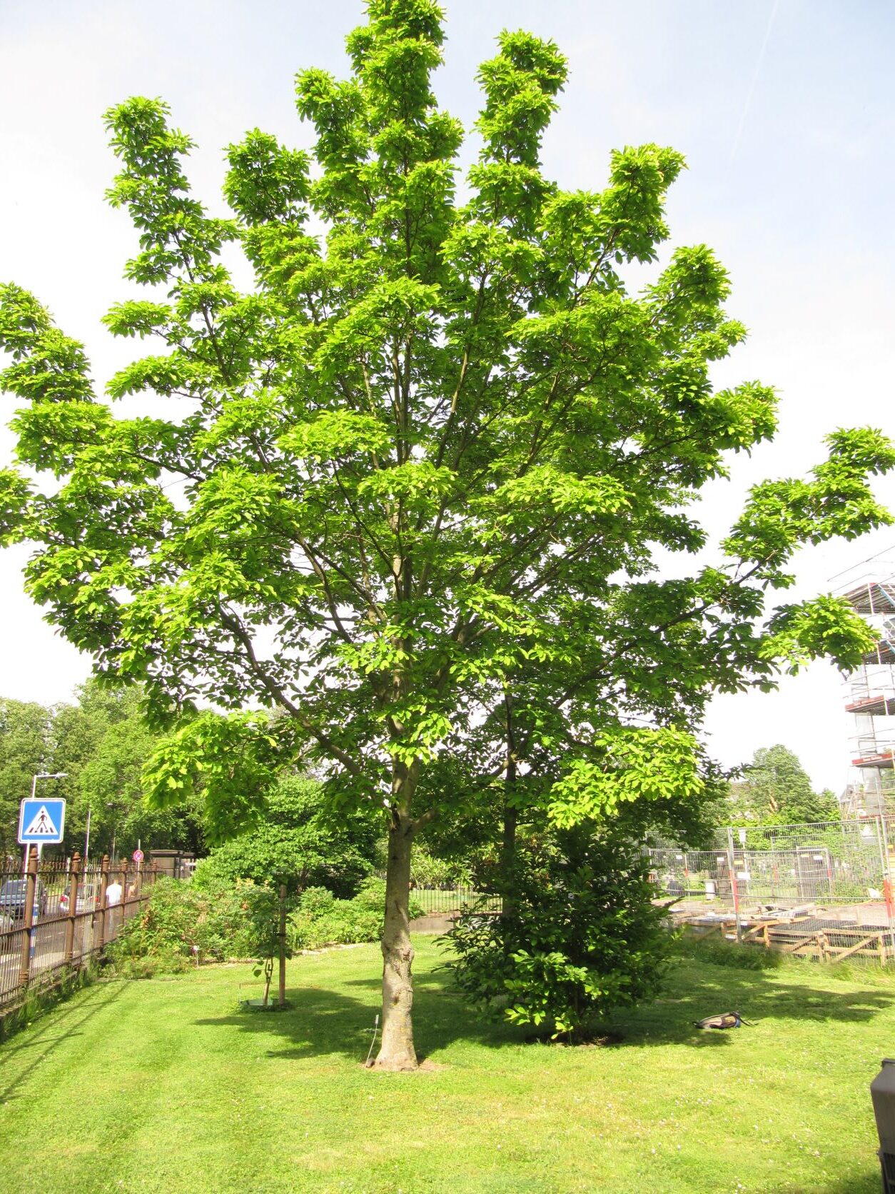 cylindrica Magnolia