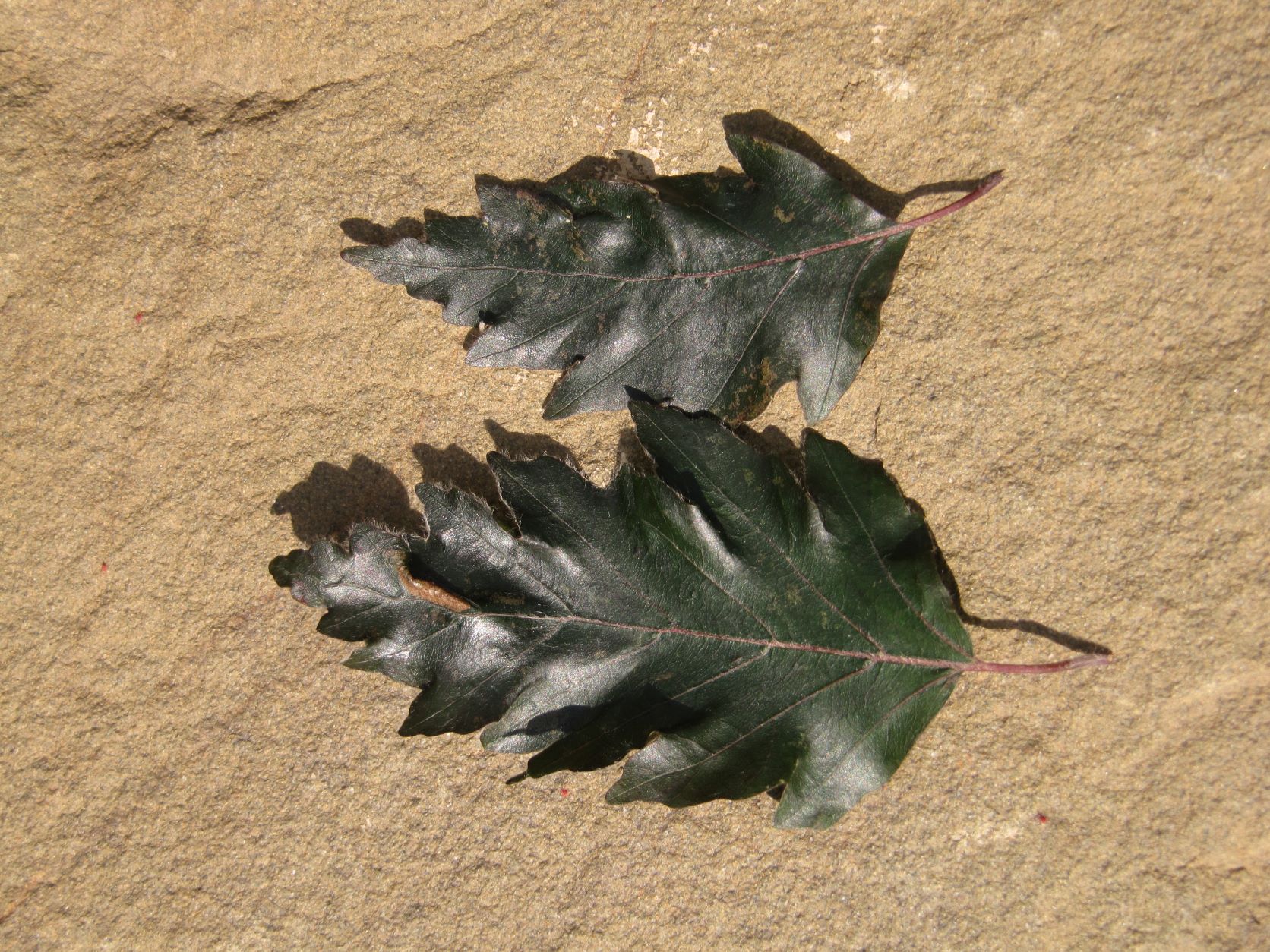 Fagus sylvatica 'Rohanii' - Bonn Bot. Garten - Mai 2022