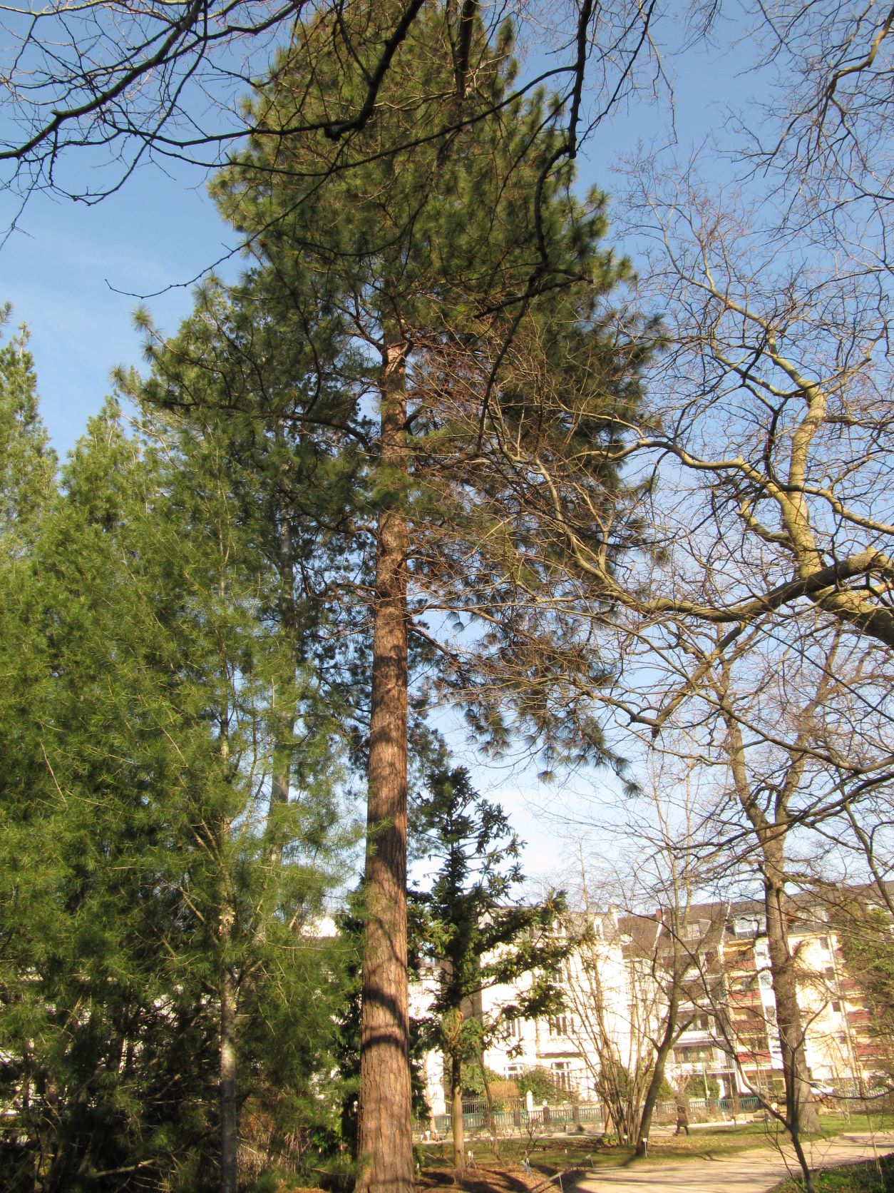 Pinus ponderosa
