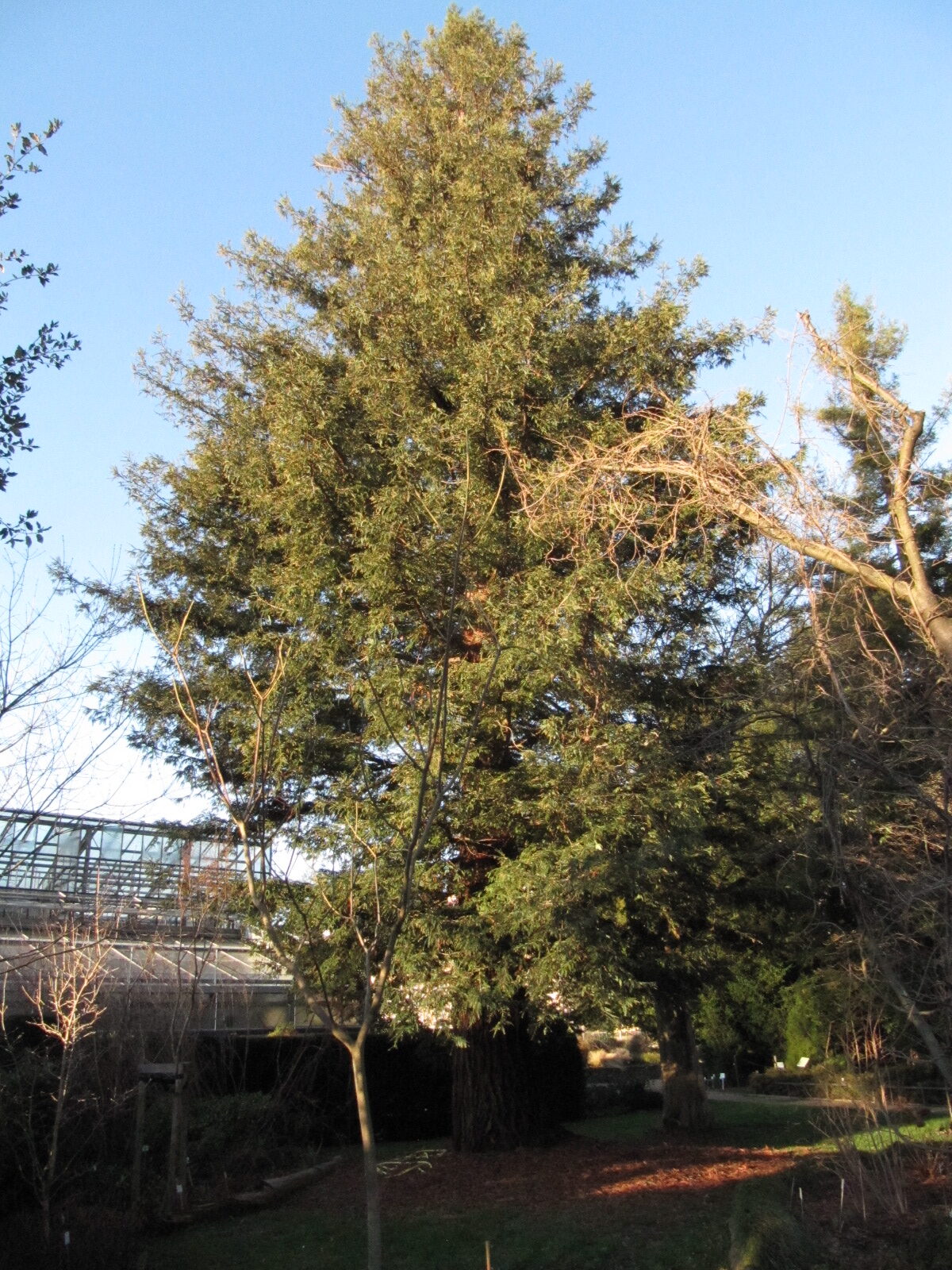 sempervirens Sequoia