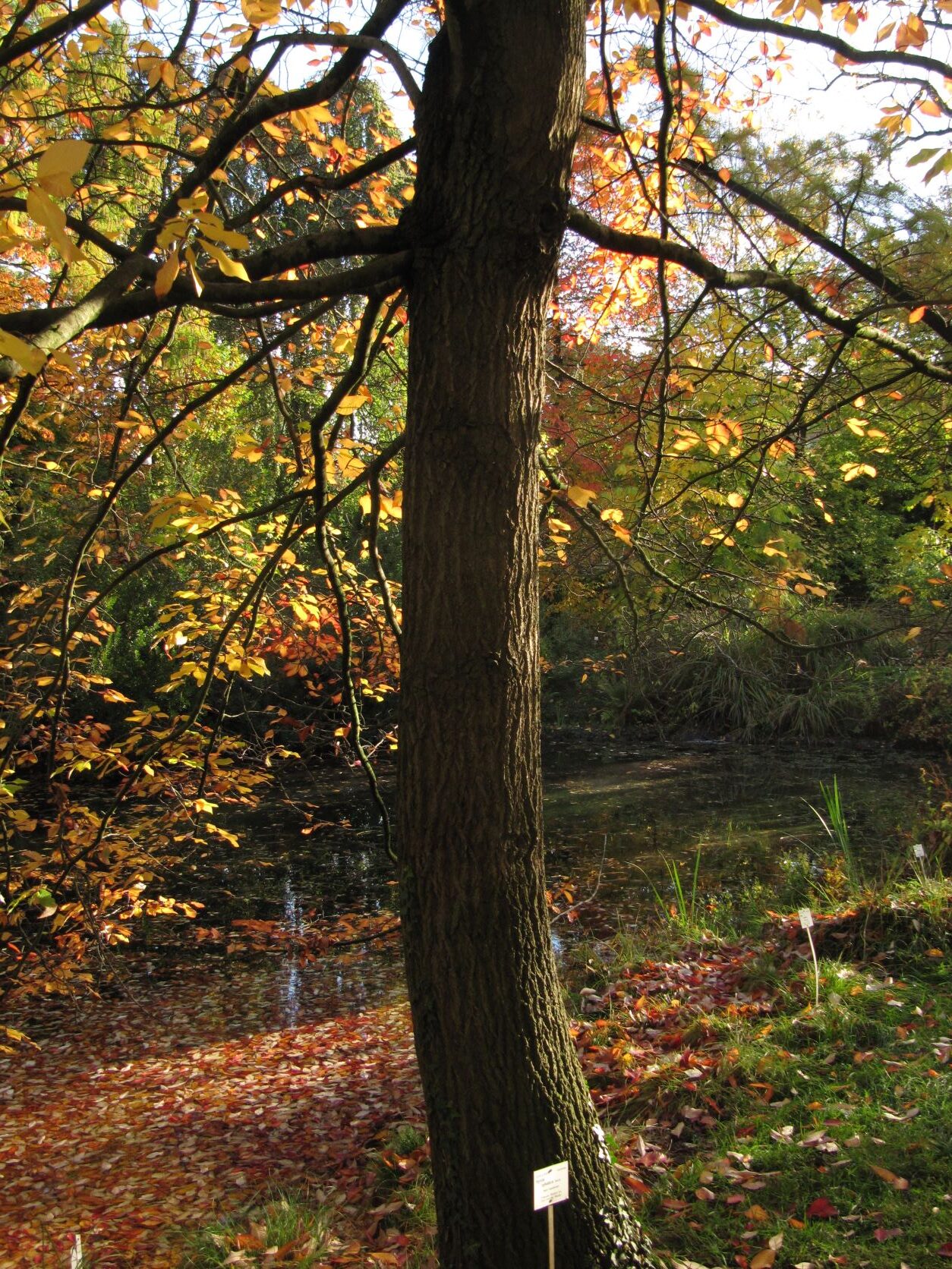 Nyssa sylvatica