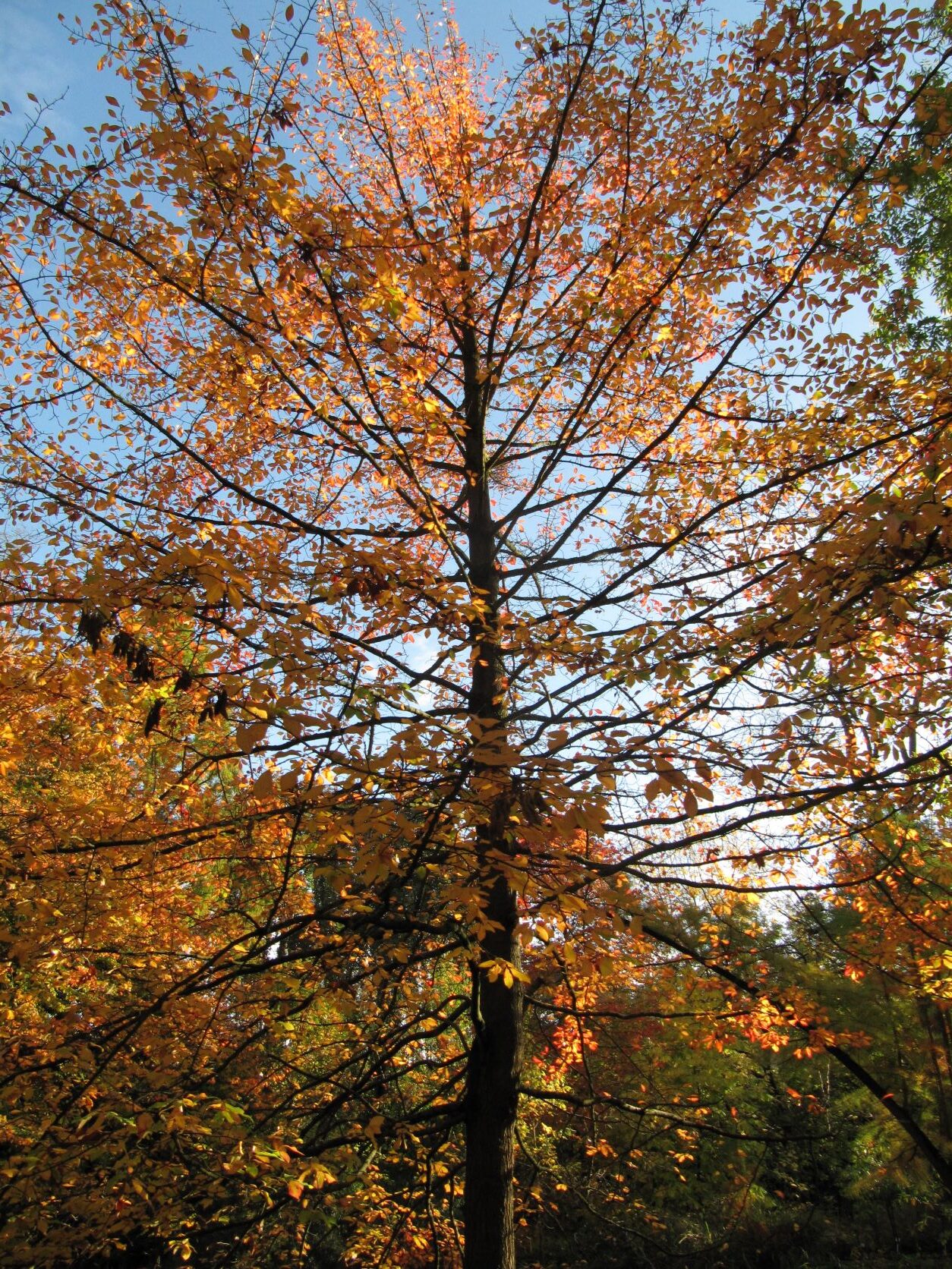 Nyssa sylvatica - Bonn Bot. Garten - Okt. 2022