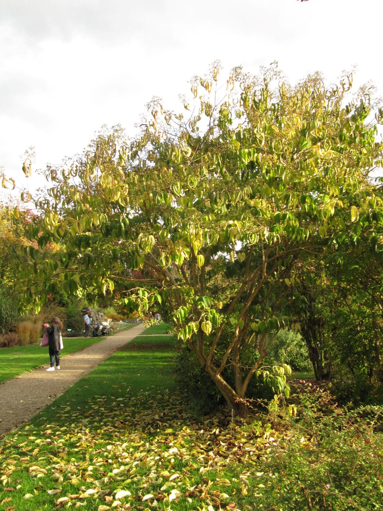 Heptacodium miconioides