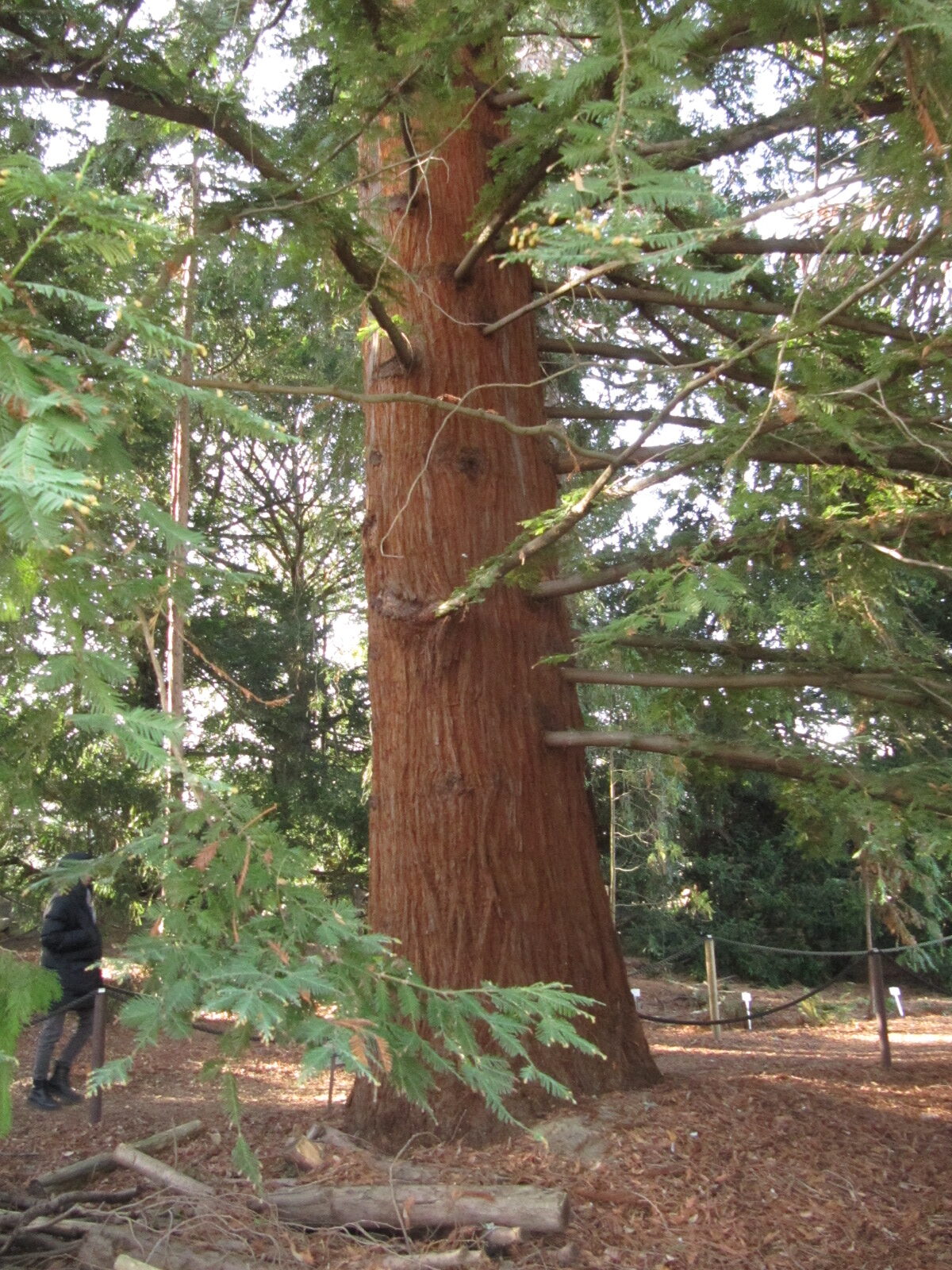 sempervirens Sequoia