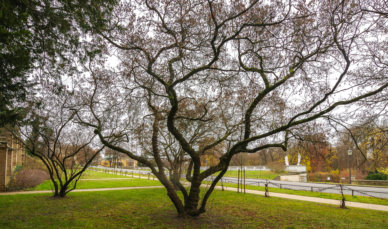 Acer subsp. ginnala tataricum