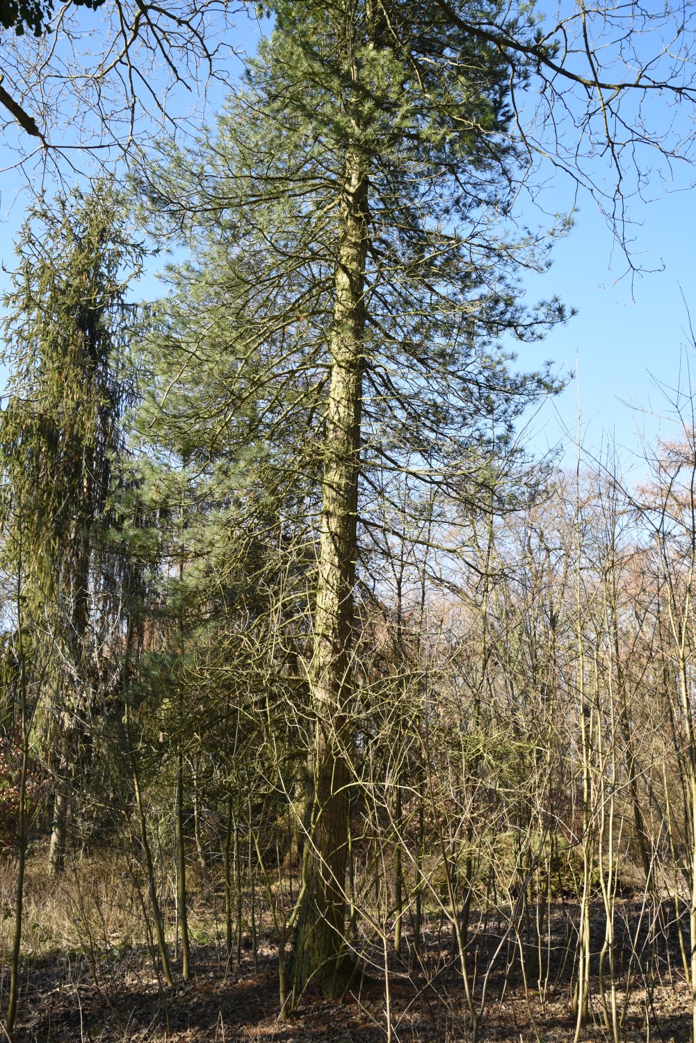 cembra Pinus