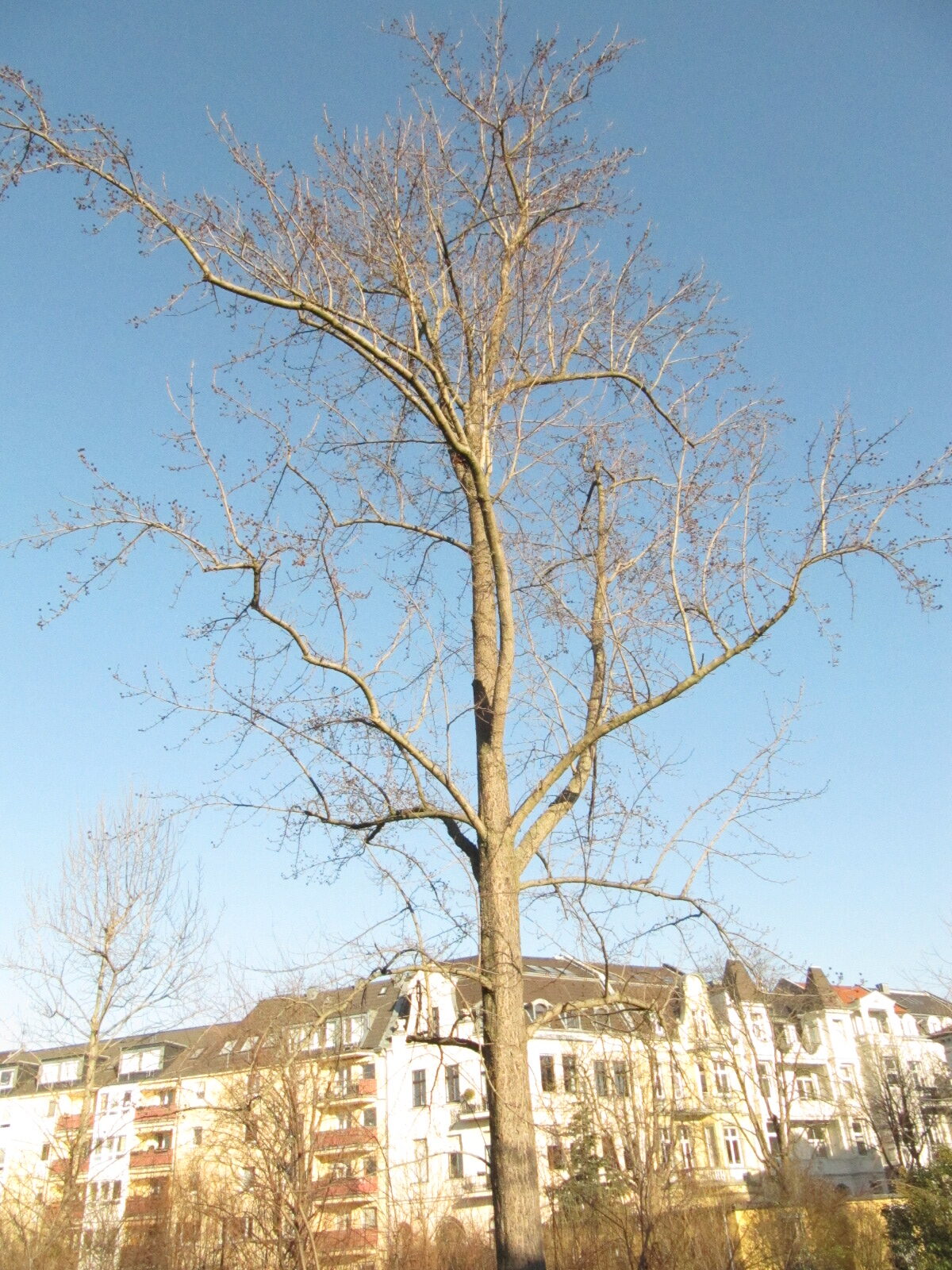 formosana Liquidambar var. monticola