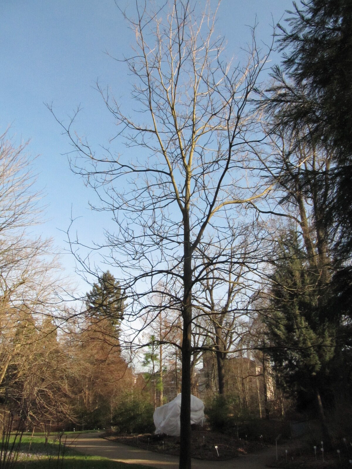 Carya illinoinensis