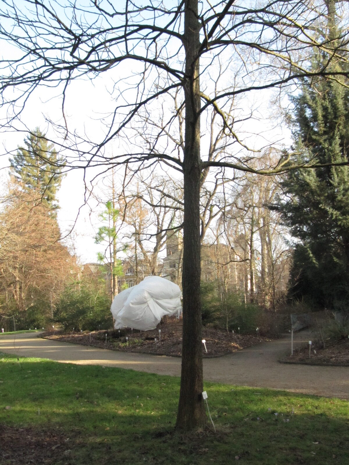 Carya illinoinensis - Bonn Bot. Garten - Febr. 2023