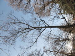 chinense Liriodendron
