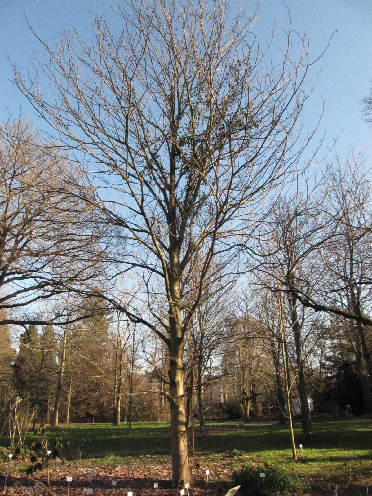 Aesculus indica