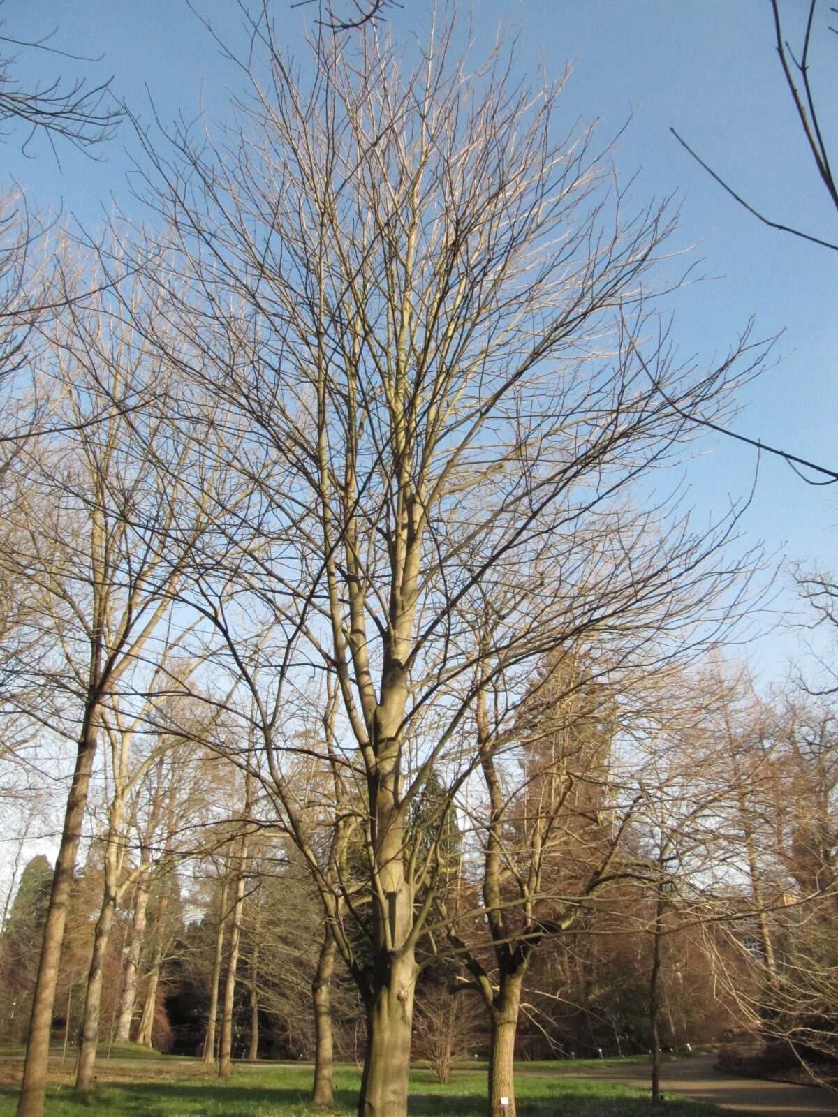 Aesculus flava
