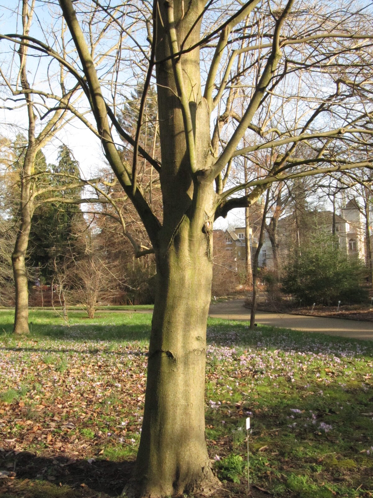 Aesculus flava - Bonn Bot. Garten - Febr. 2023