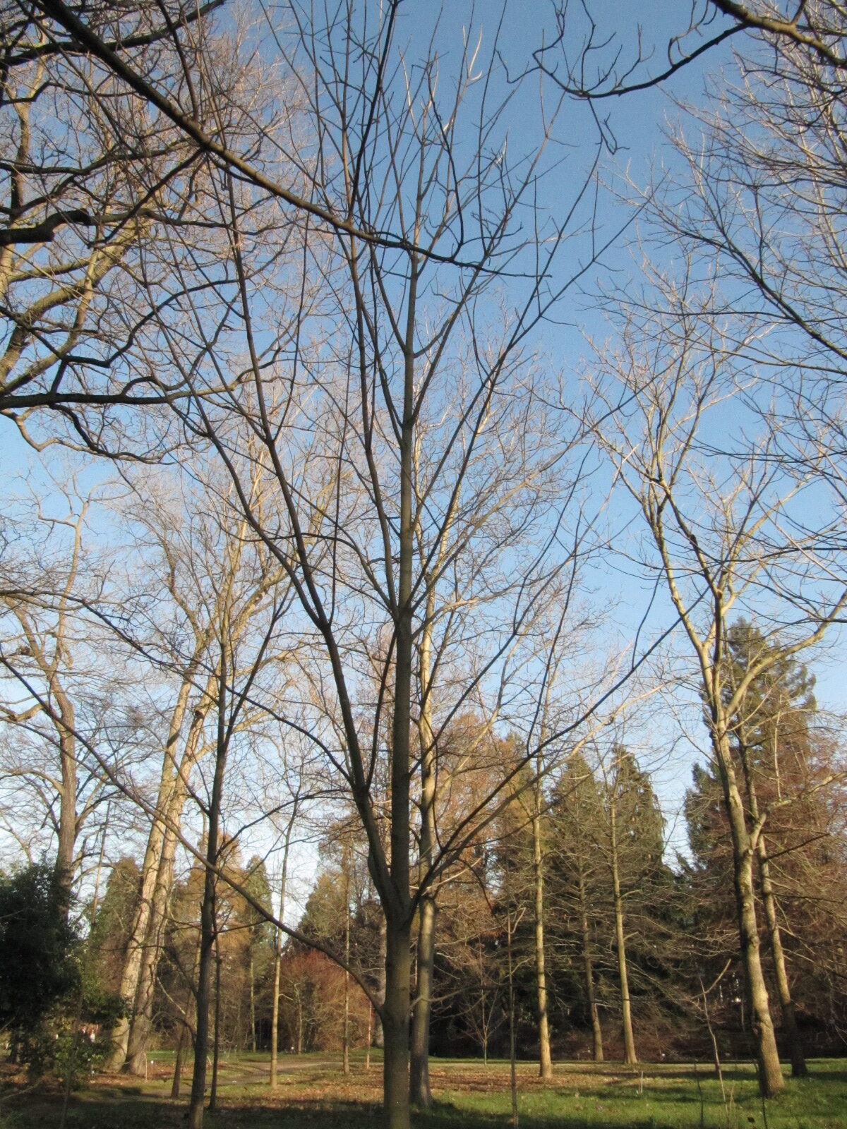 Aesculus chinensis