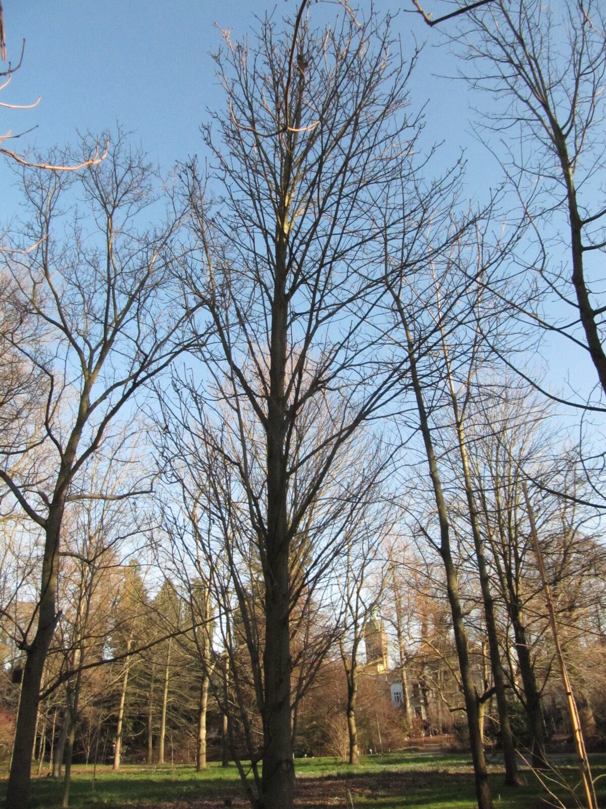 Aesculus turbinata