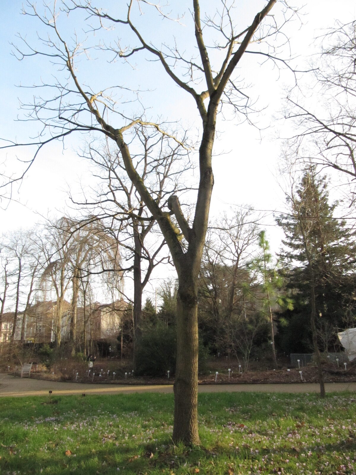 Juglans mandschurica - Bonn - Febr. 2023
