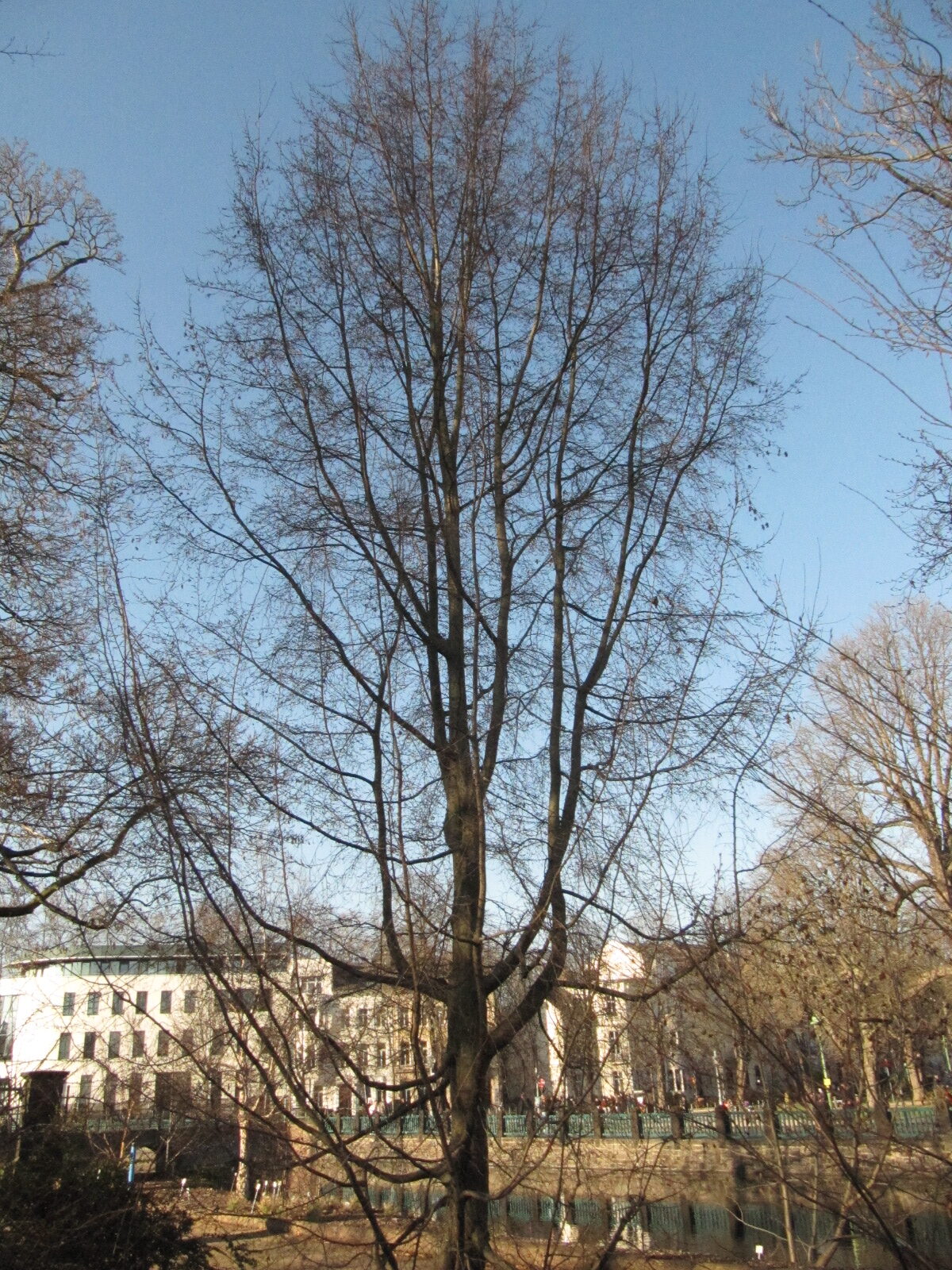 Carpinus orientalis