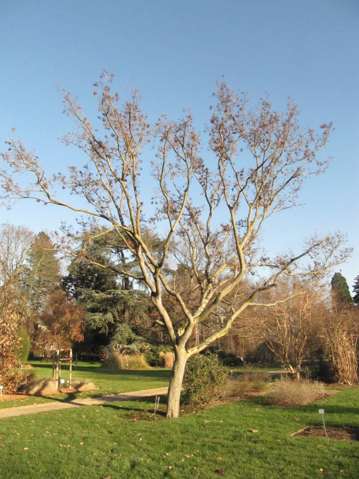 abelica Zelkova
