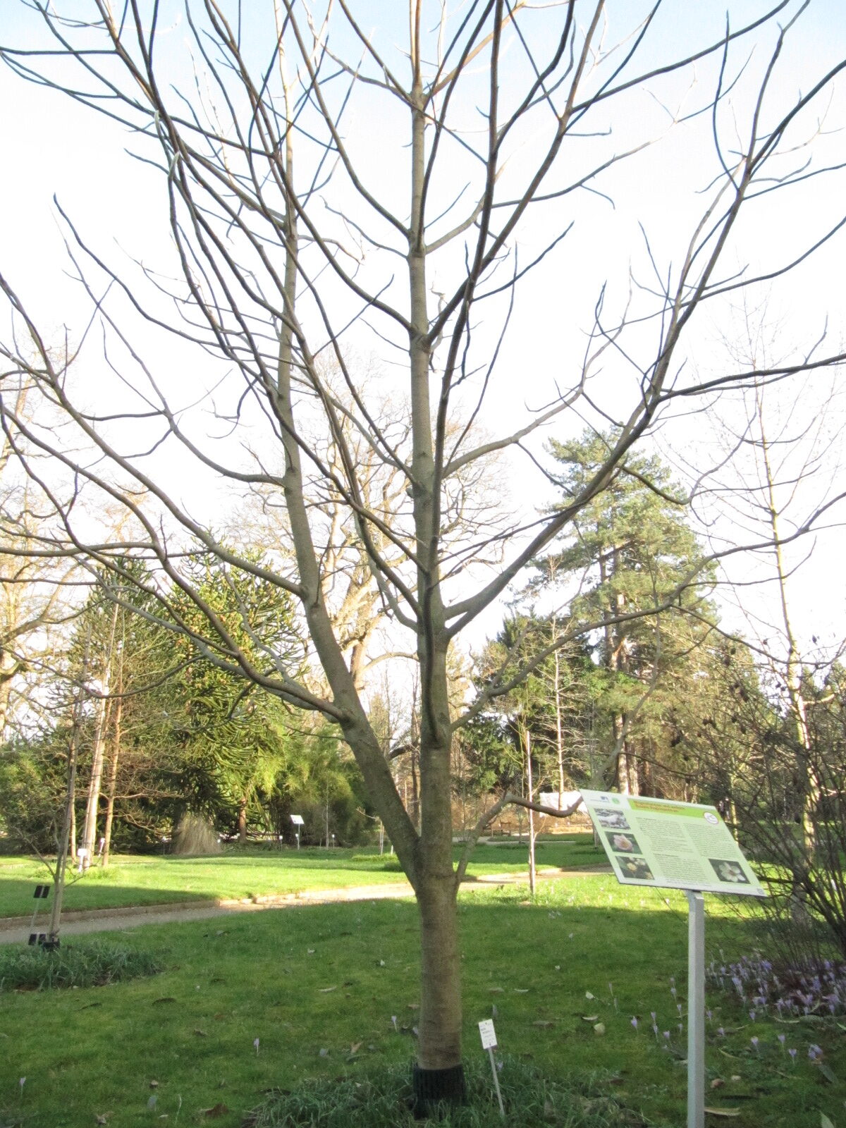 Magnolia macrophylla - Bonn - Febr. 2023