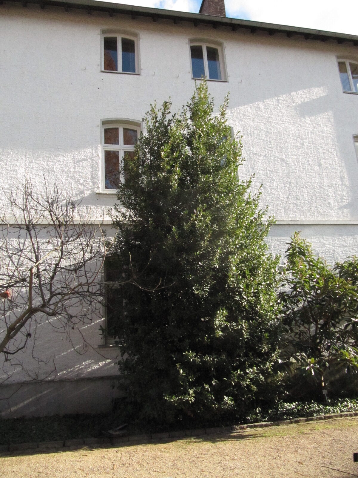 Laurus nobilis