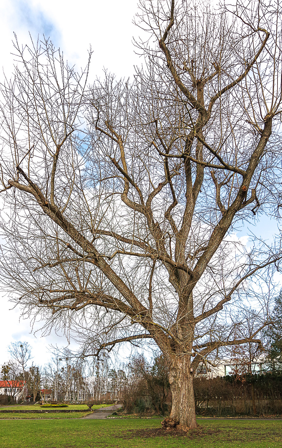 Populus maximowiczii - Zehlendorf - Februar 2023