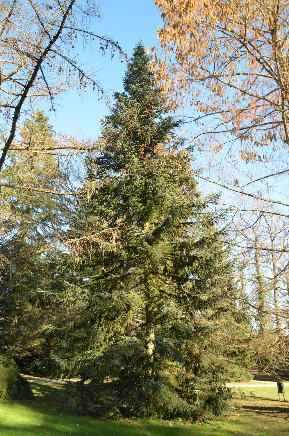 'Kelleriis' Abies pinsapo