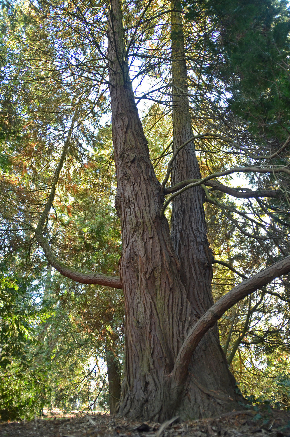 Chamaecyparis lawsoniana 'Alumii' - Stuttgart-Hohenheim - Februar 2023