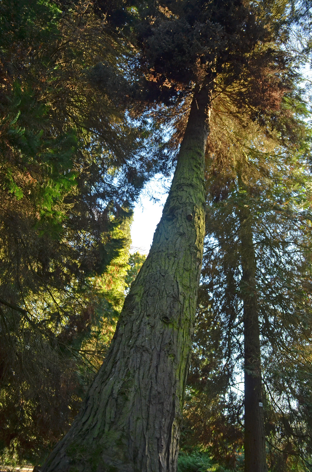 'Fletcheri' Chamaecyparis lawsoniana