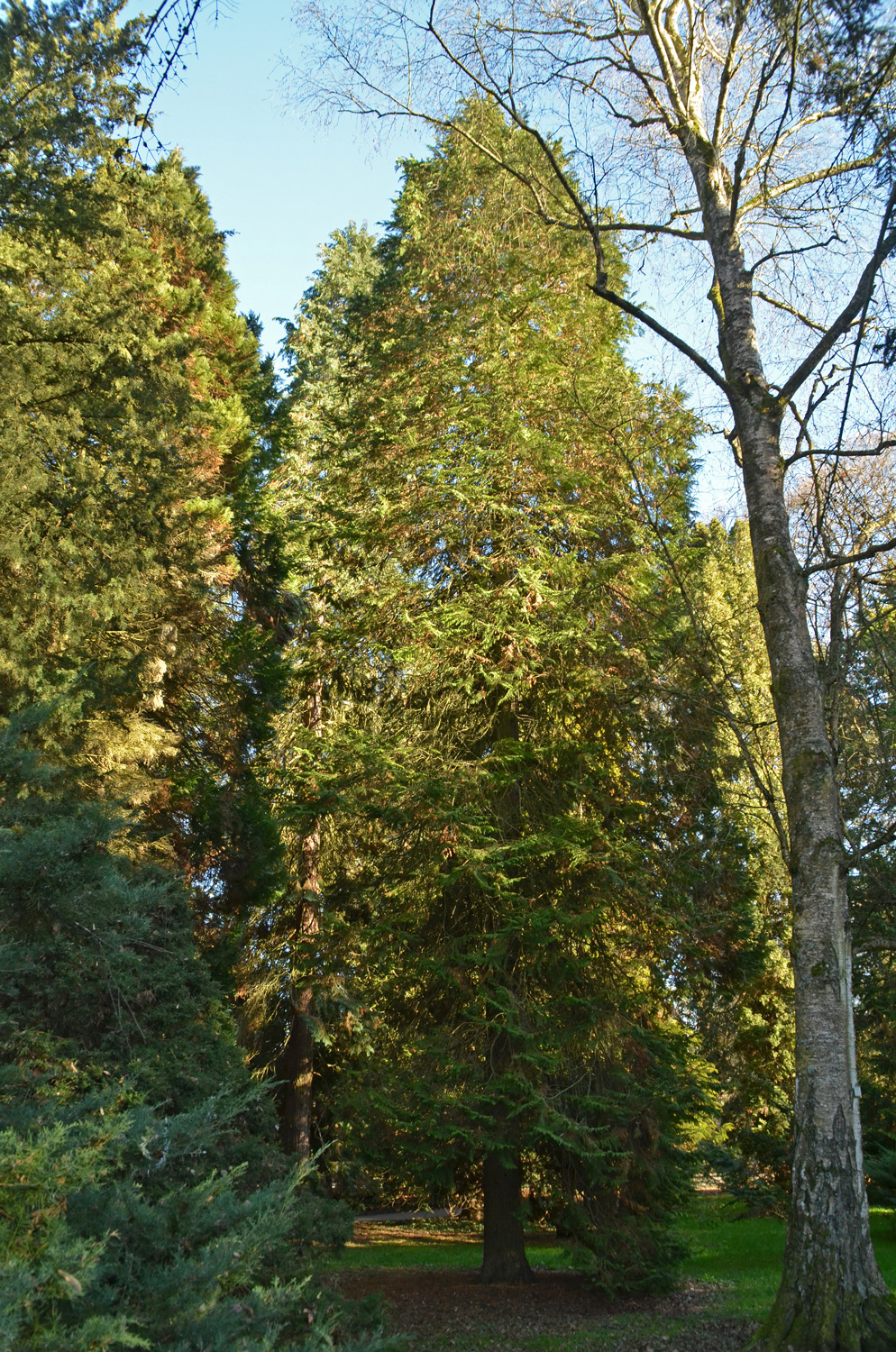 'Westermanii' Chamaecyparis lawsoniana