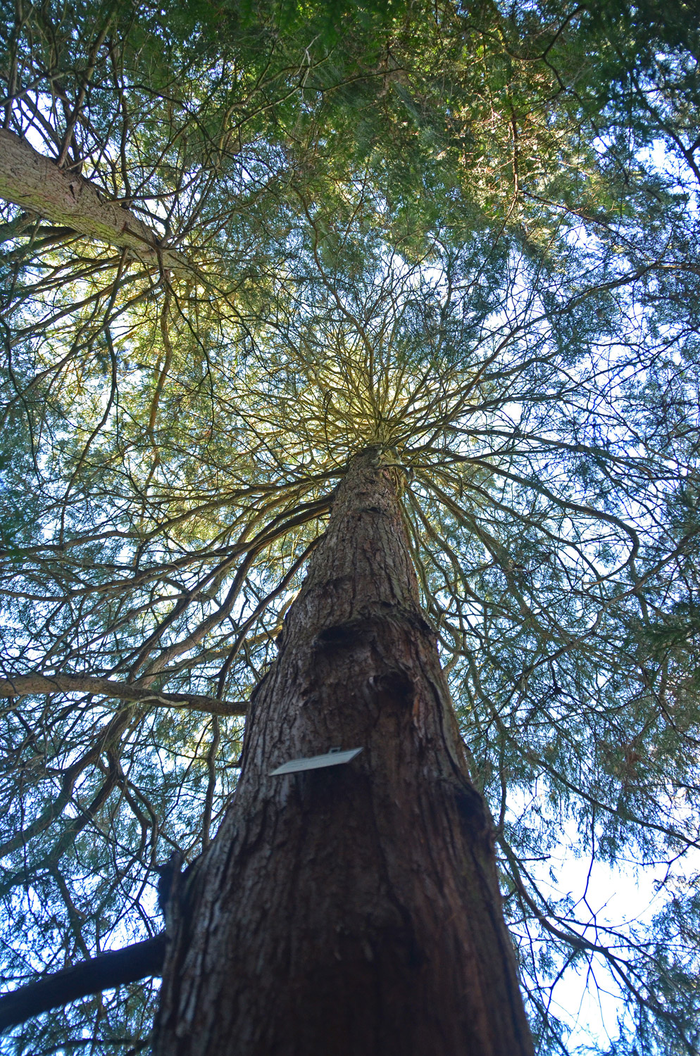 'Filifera' Chamaecyparis pisifera