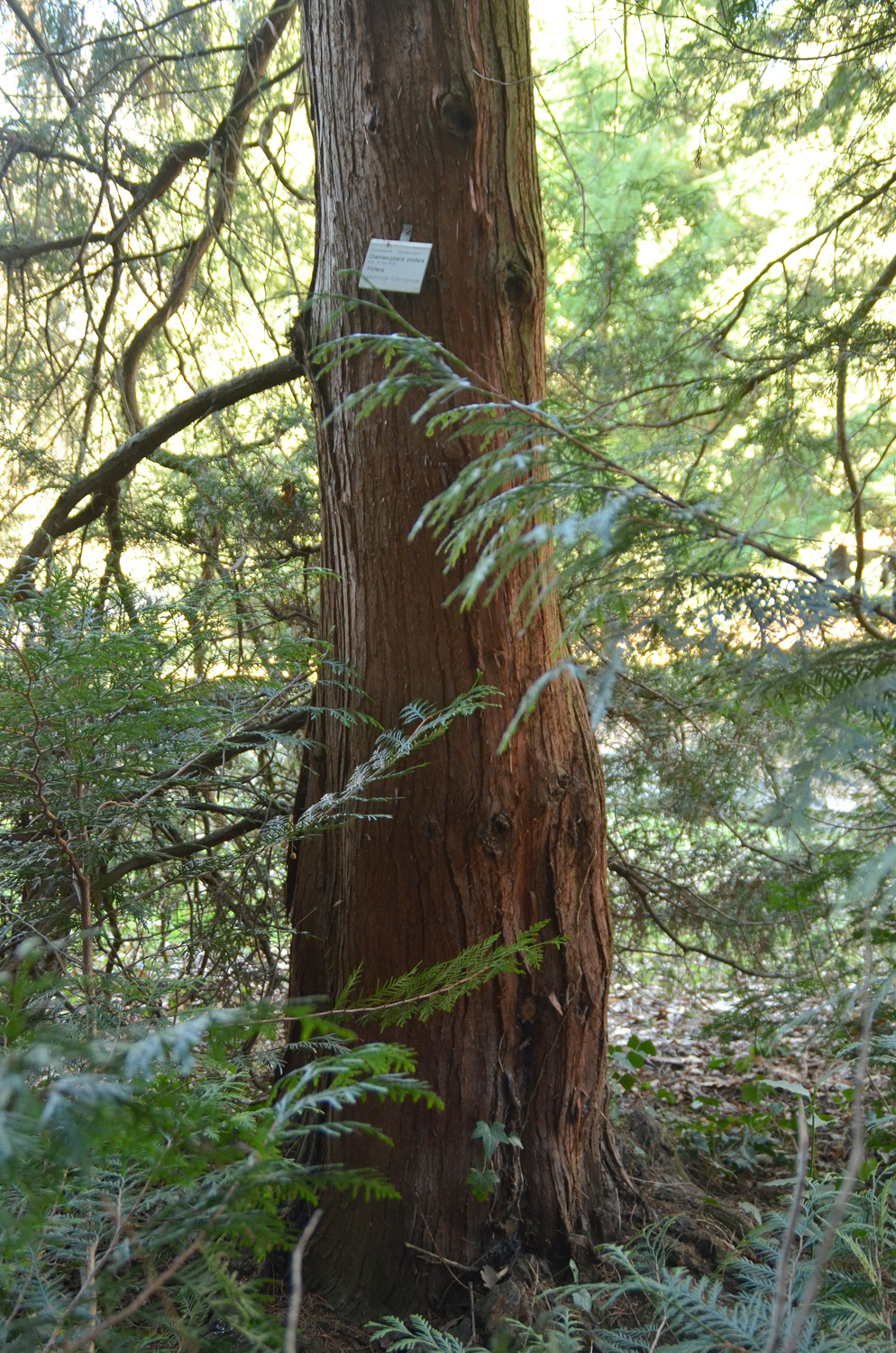 Chamaecyparis pisifera 'Filifera' - Stuttgart-Hohenheim - Februar 2023
