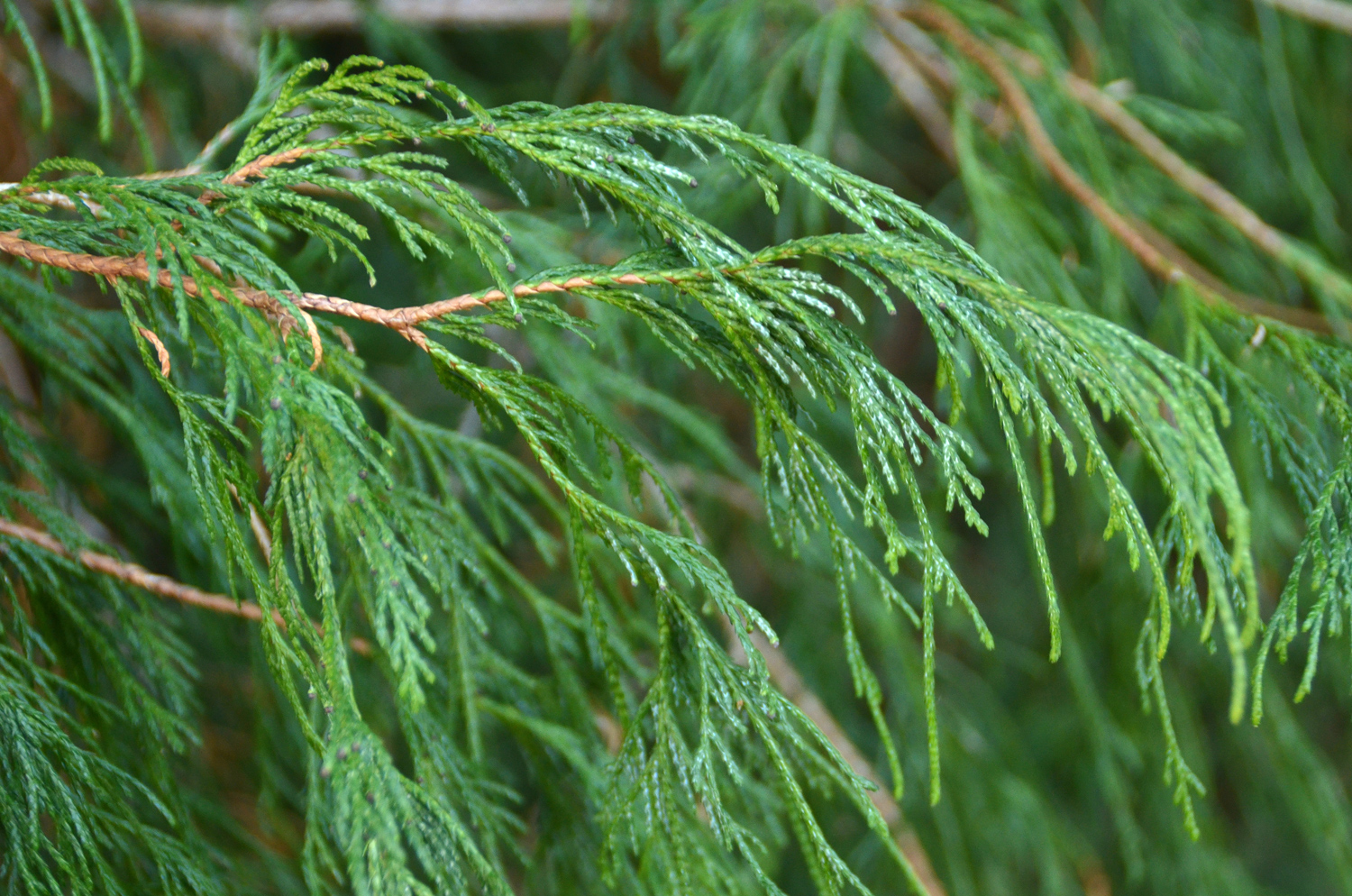 Chamaecyparis pisifera 'Filifera' - Stuttgart-Hohenheim - Februar 2023