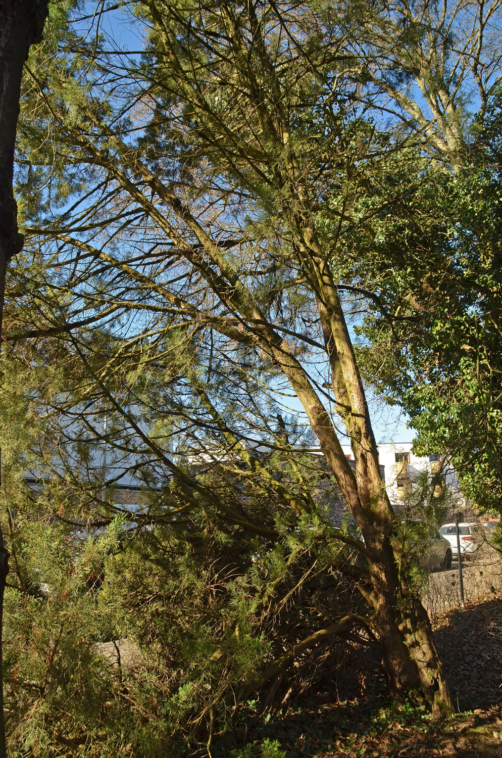 chinensis Juniperus var. chinensis