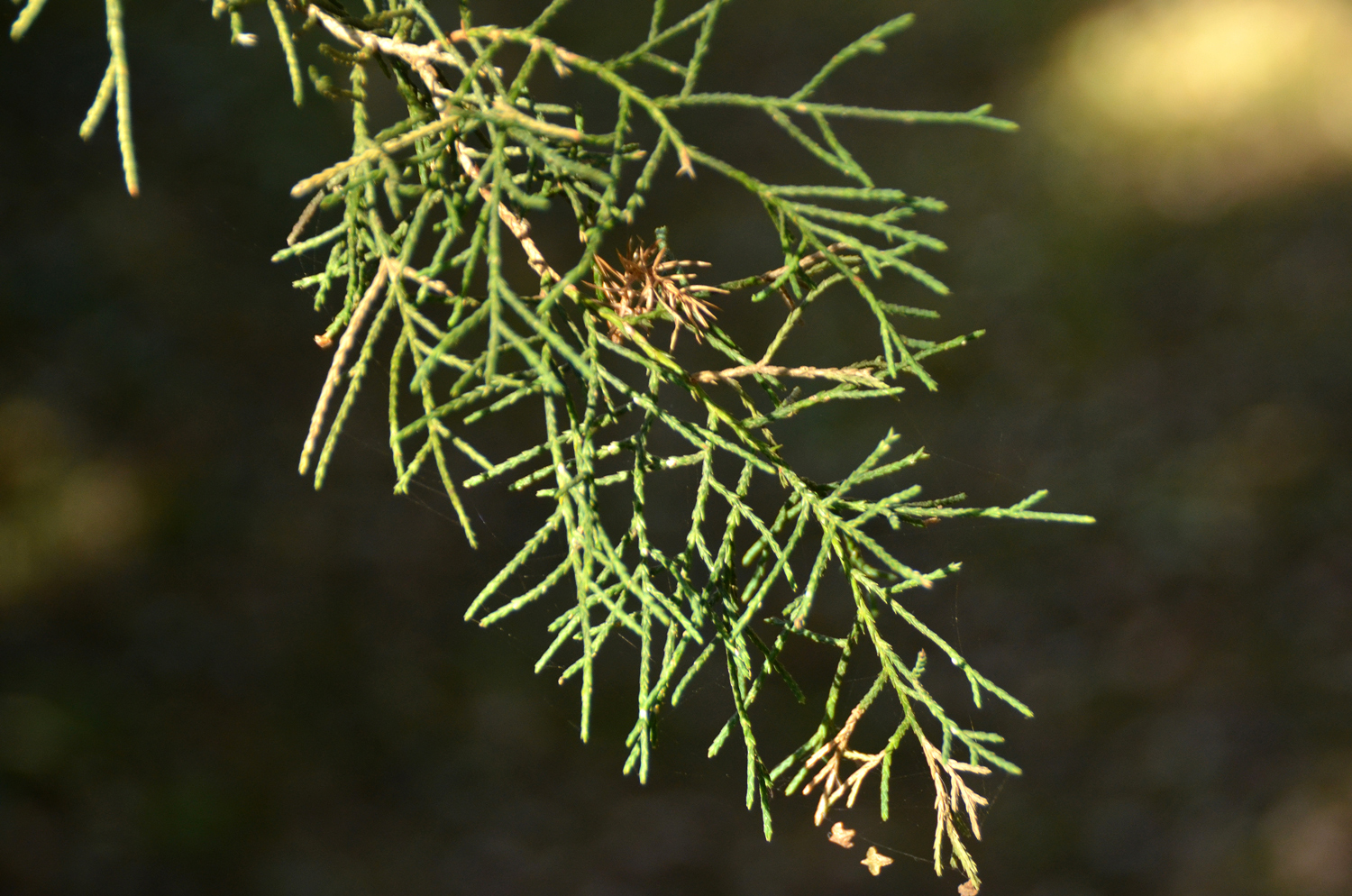 Juniperus virginiata 'Pendula' - Stuttgart-Hohenheim - Februar 2023