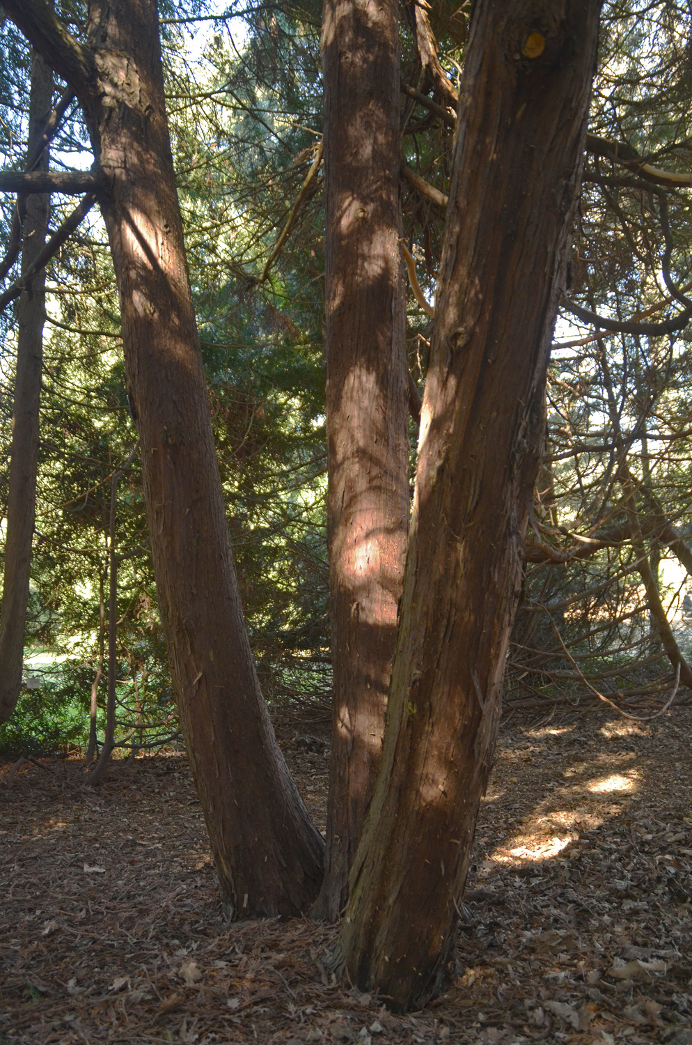 Thujopsis dolabrata - Stuttgart-Hohenheim - Februar 2023