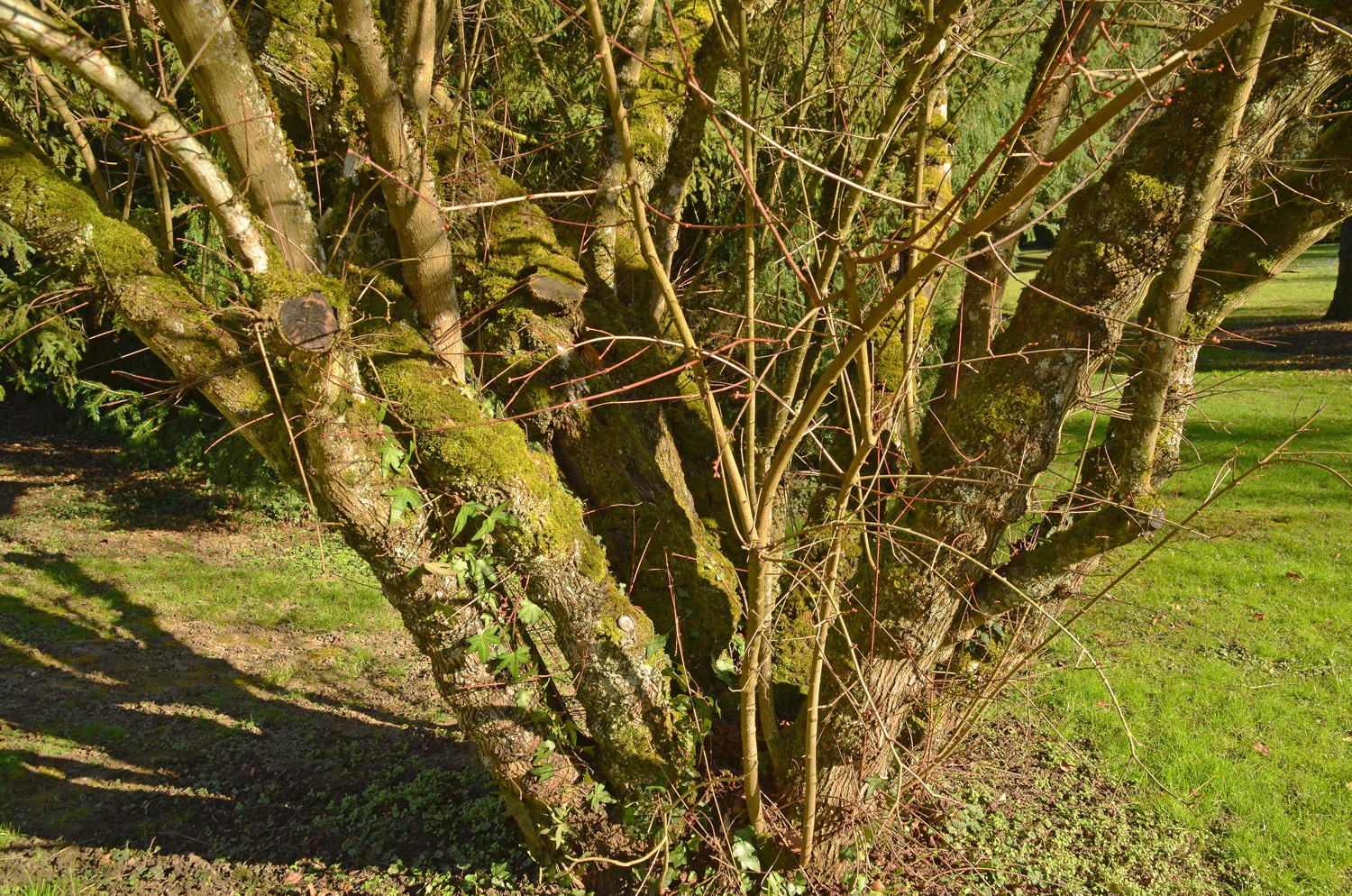 Acer tataricum ssp. Ginnala - Stuttgart-Hohenheim - Februar 2023