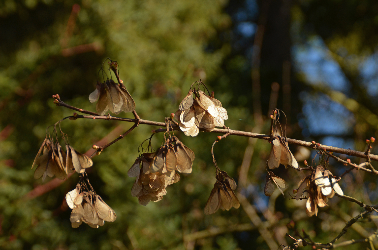 Acer tataricum ssp. Ginnala - Stuttgart-Hohenheim - Februar 2023