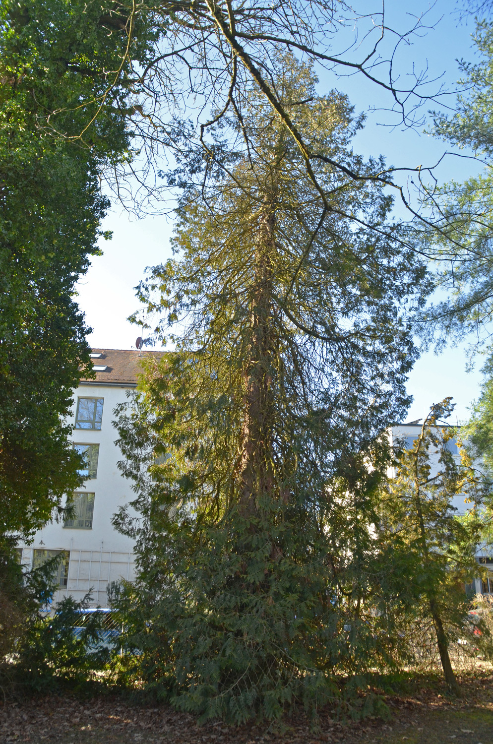 'Thujopsoides' occidentalis Thuja