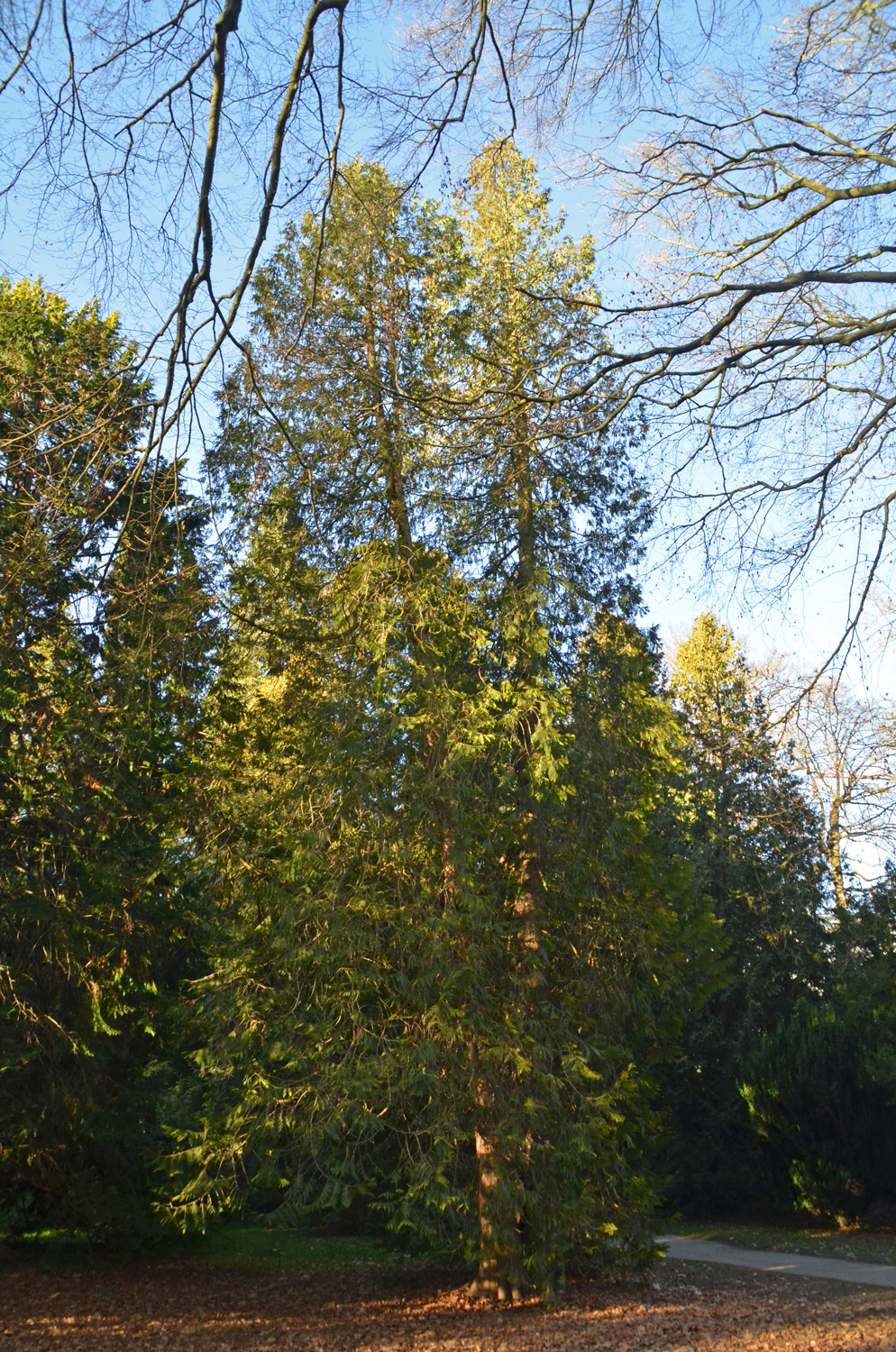 'Thujopsoides' occidentalis Thuja