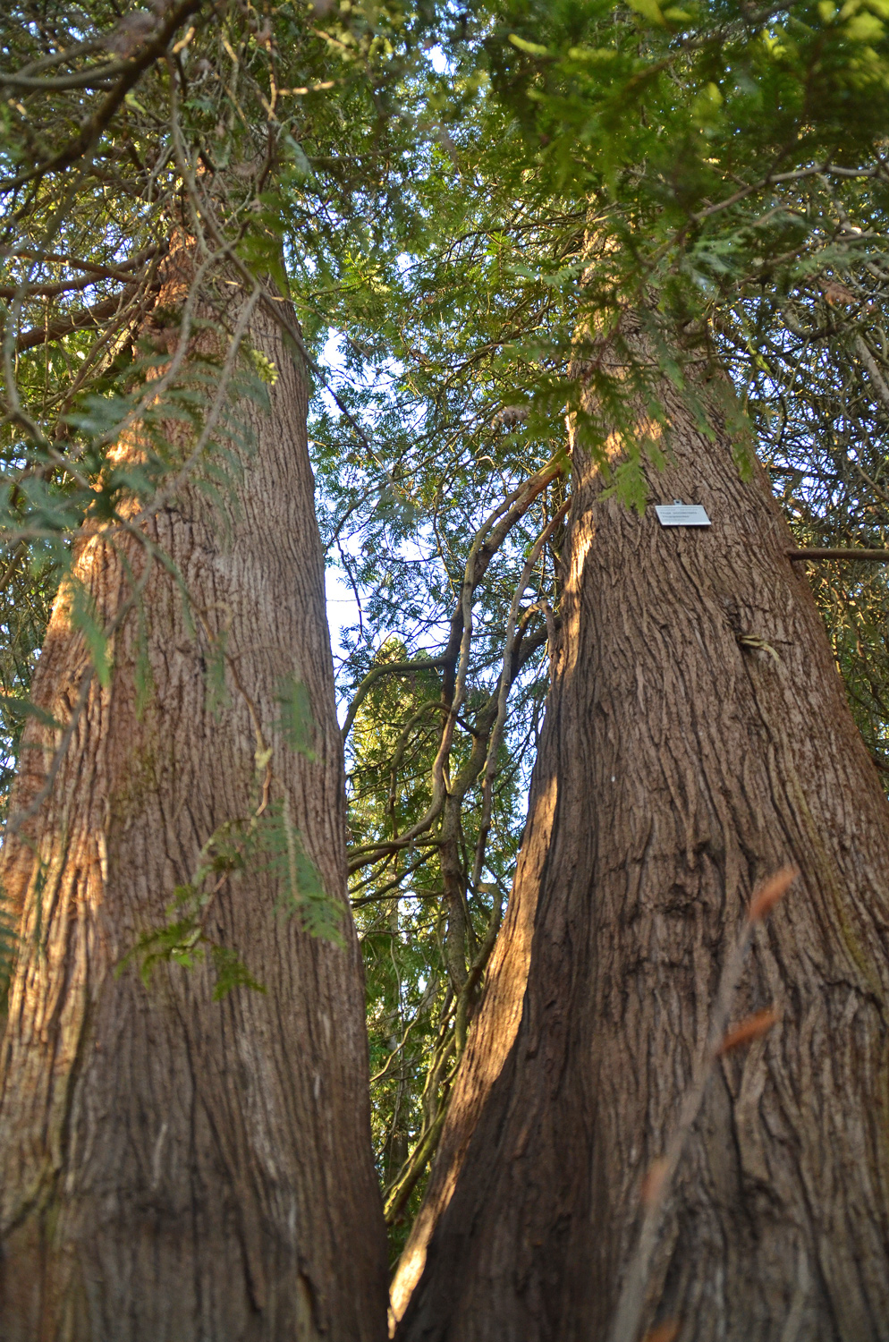 Thuja occidentalis 'Thujopsoides' - Stuttgart-Hohenheim - Febr. 2023
