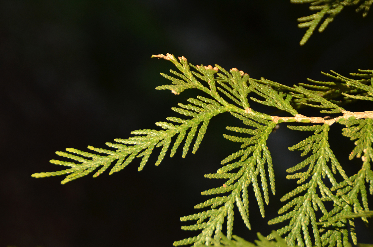 Thuja occidentalis 'Thujopsoides' - Stuttgart-Hohenheim - Febr. 2023