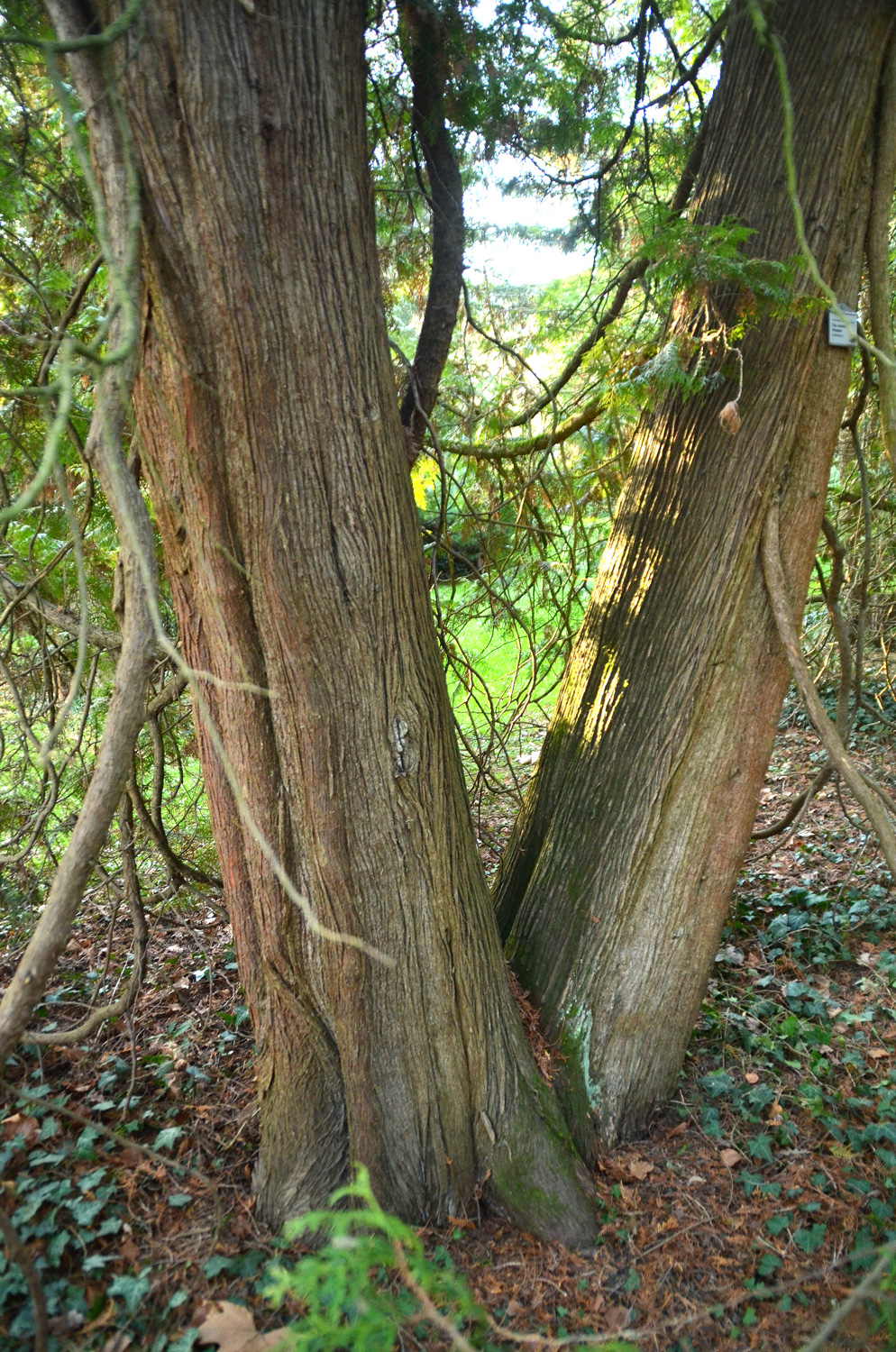 Thuja occidentalis 'Vervaeneana' - Stuttgart-Hohenheim - Febr. 2023